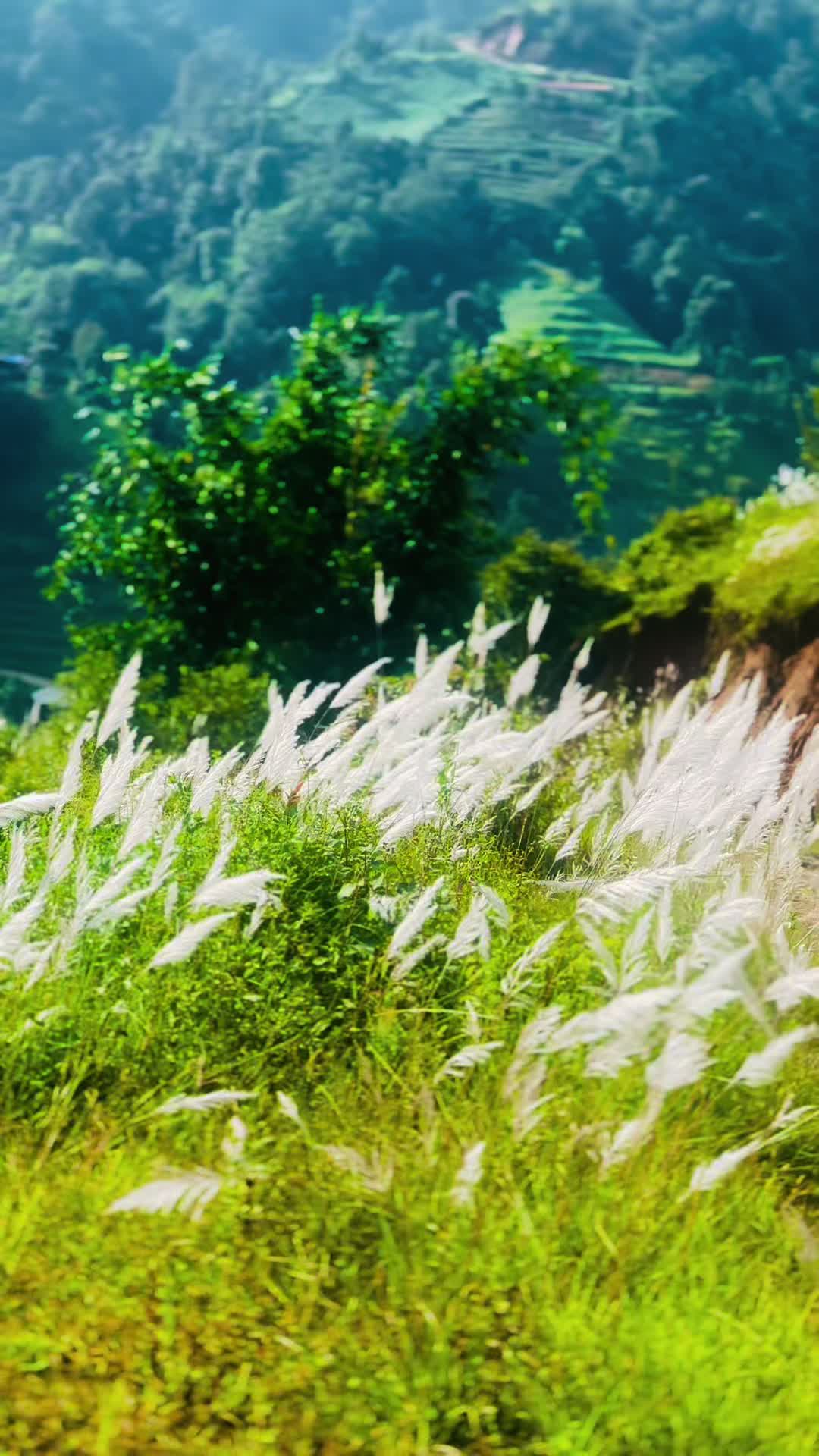 @𝓢𝓱𝓻𝓮𝓮𝓭🧿♡