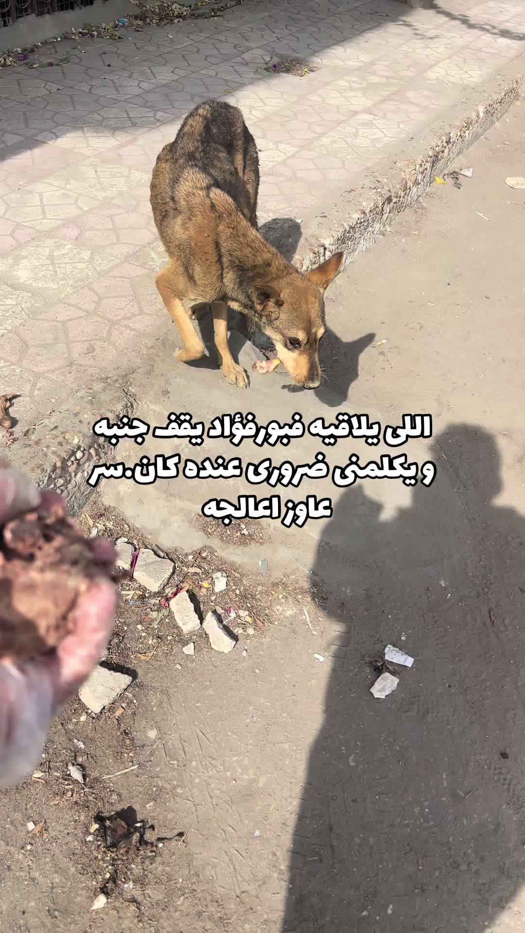 @mohammed and his cats😺