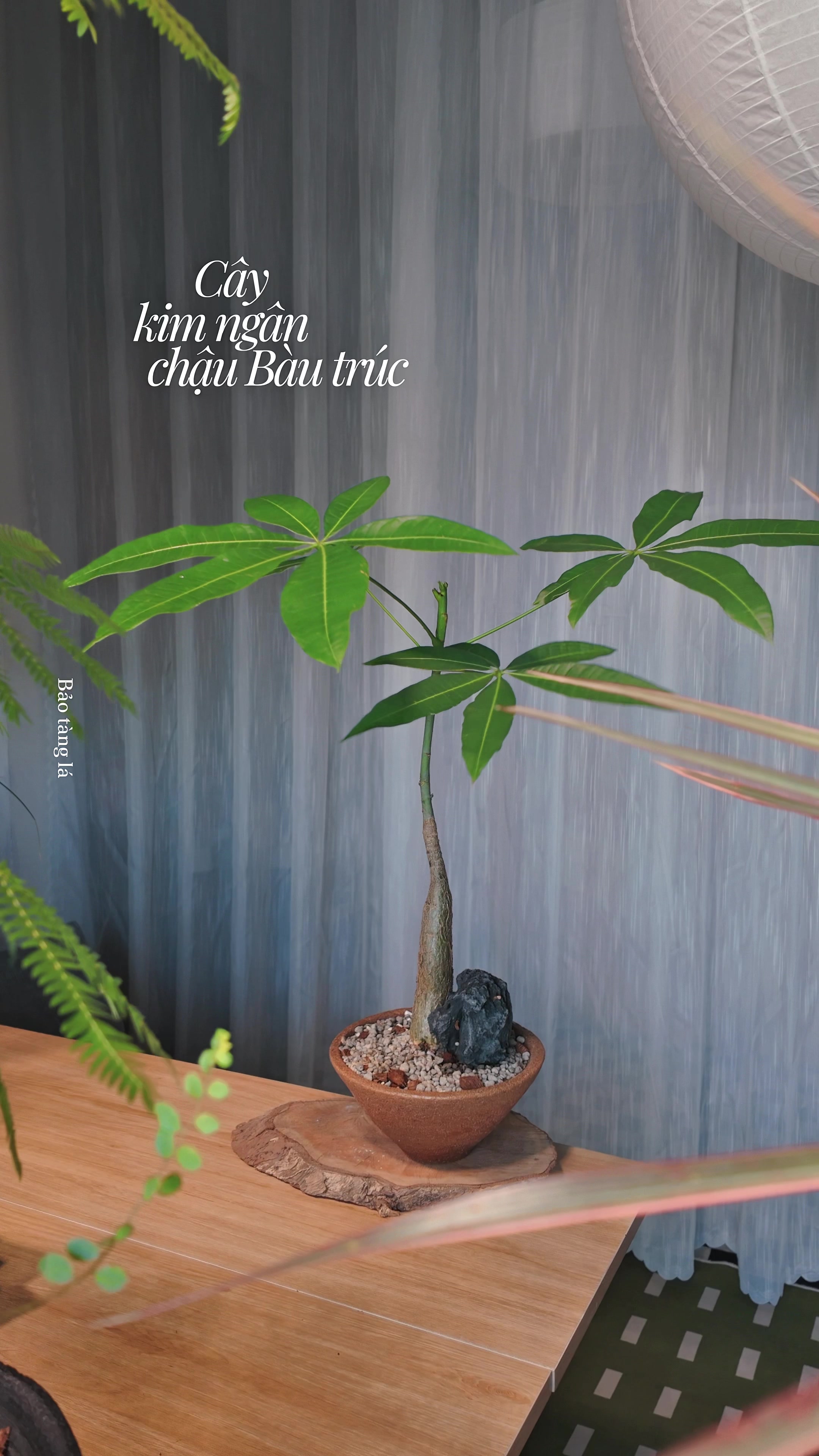 @Bảo tàng lá