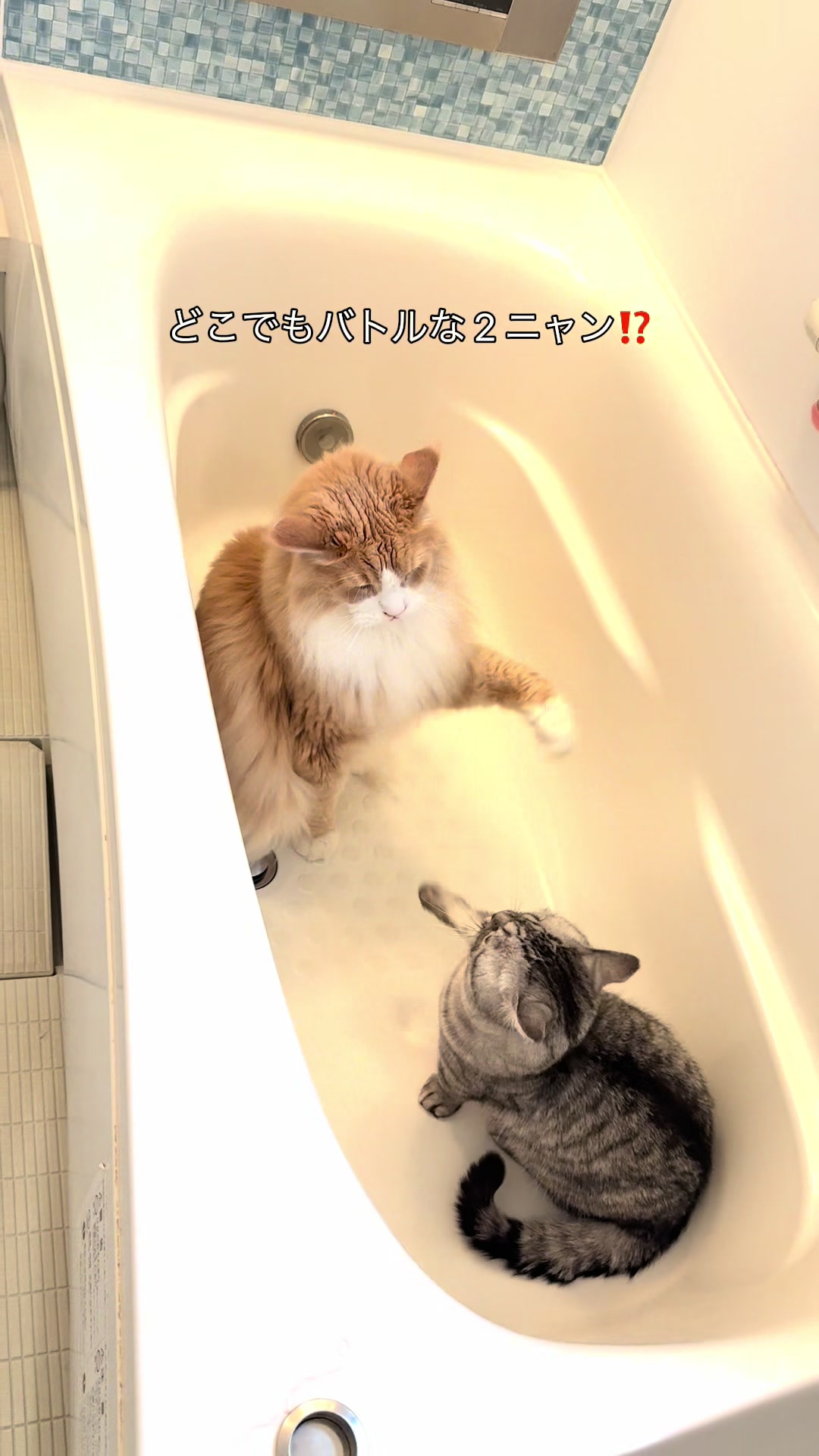 @大福兄弟😽