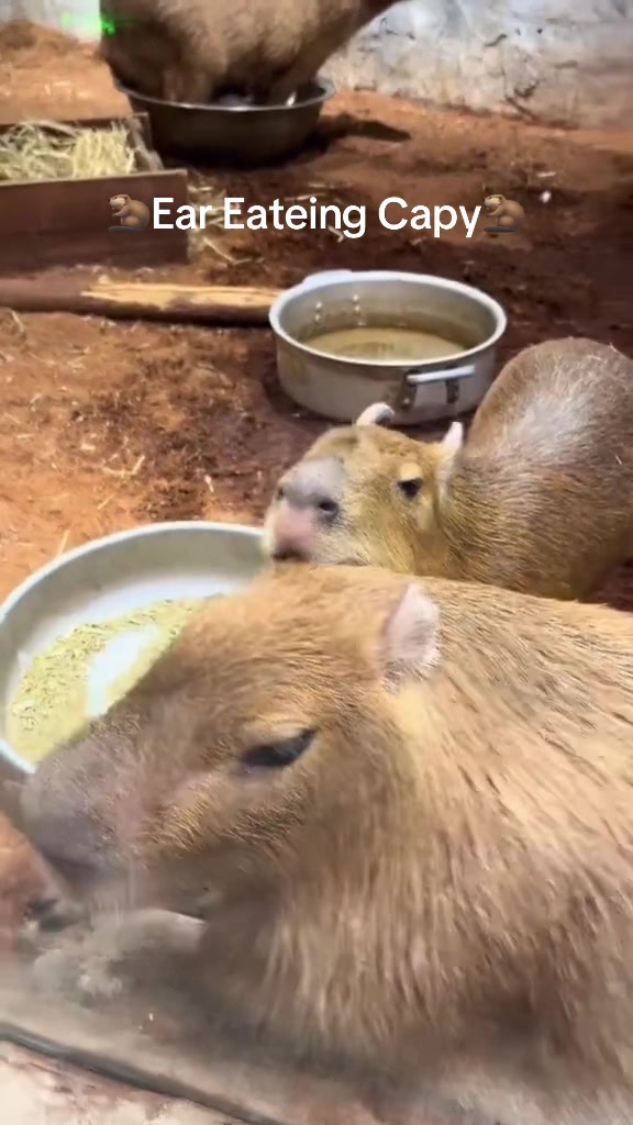 @Capybarabaramedia