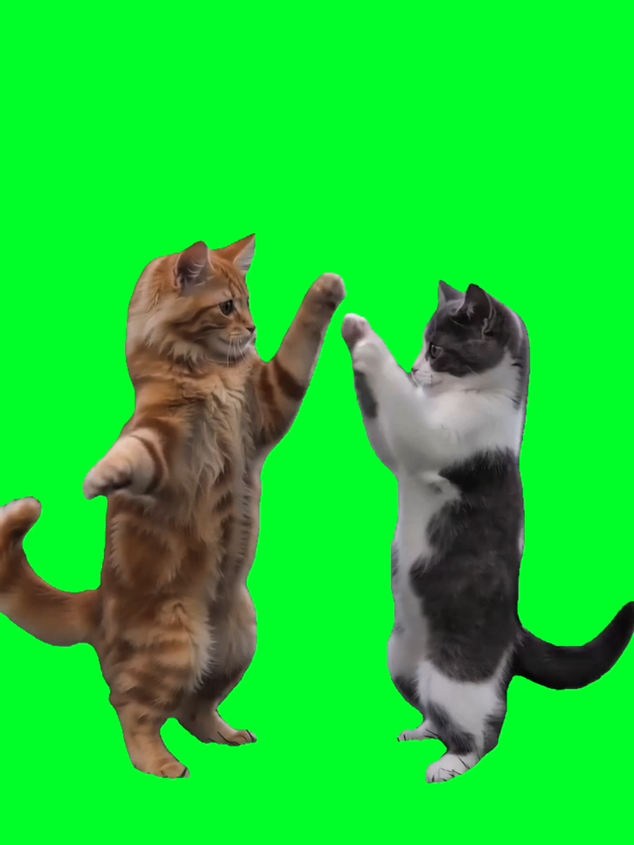@TikTok Template