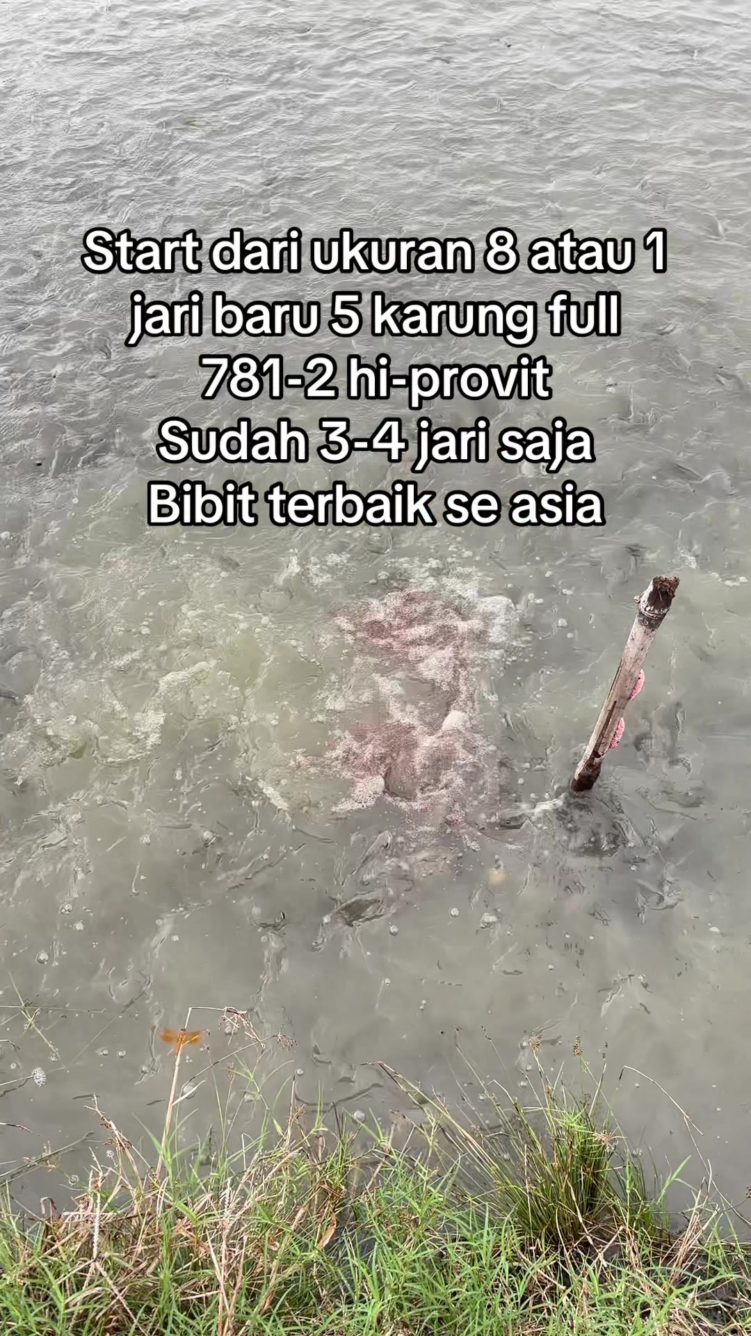 @bibitikanjawatimur