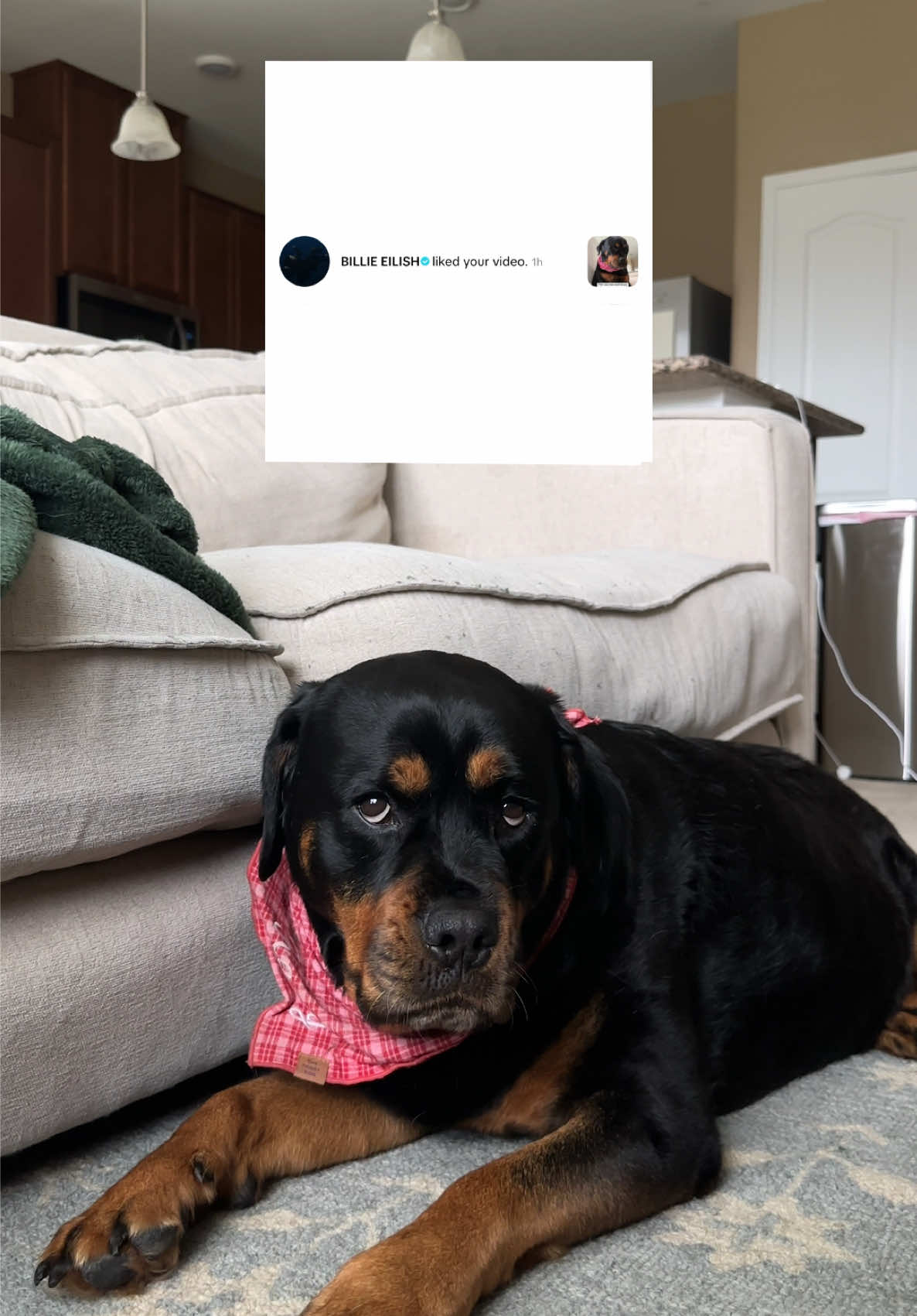 @Kasey the Rottie