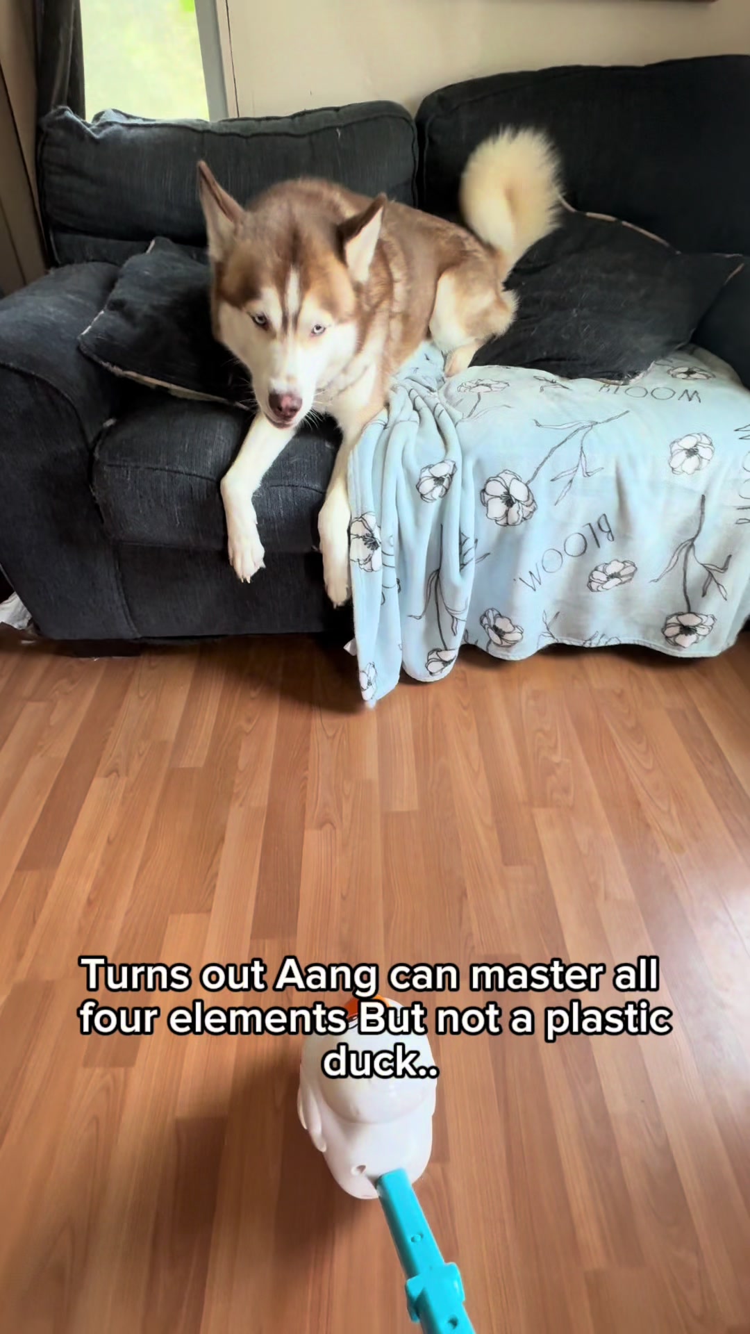 @FourHuskyteers