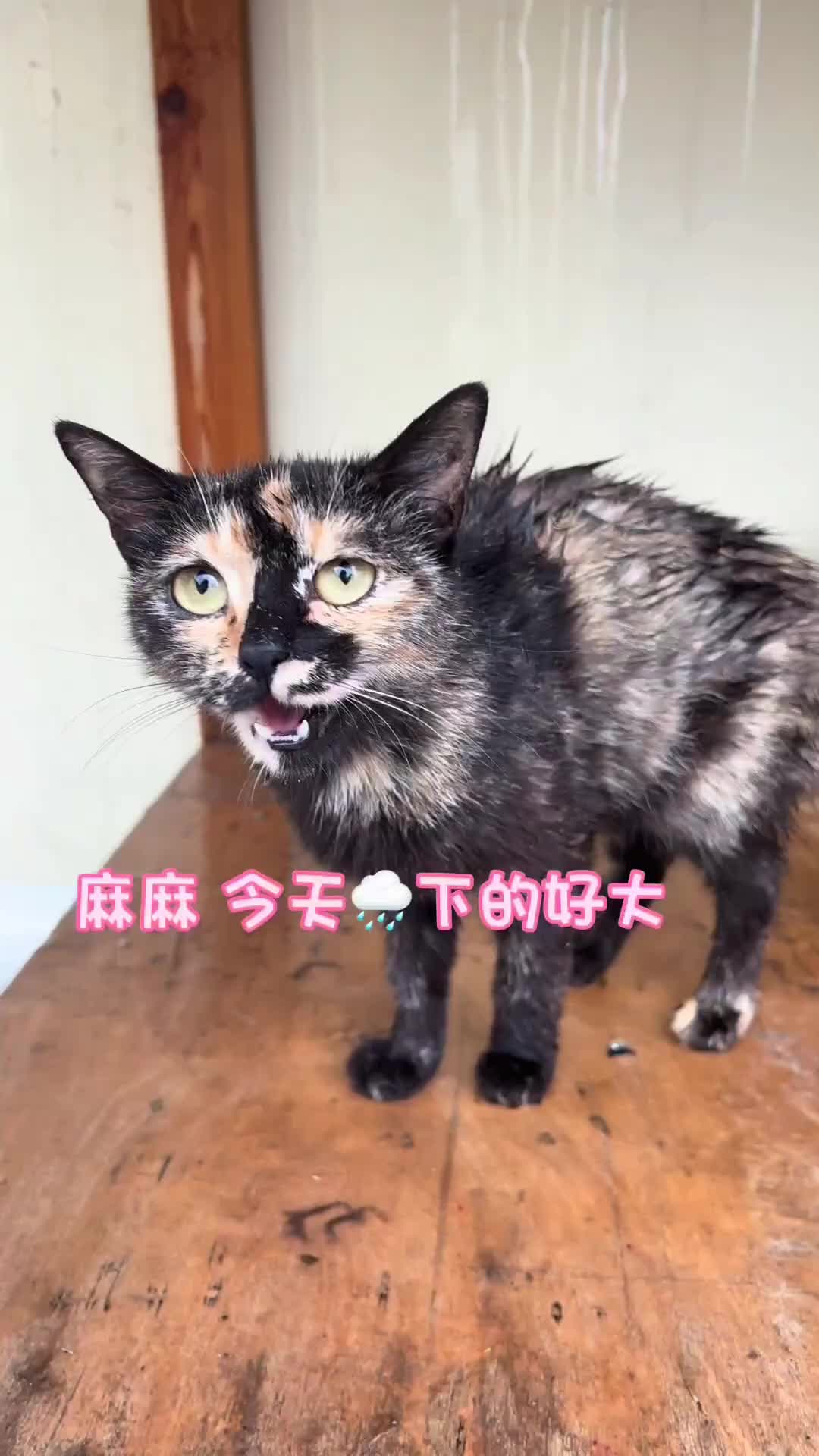 @小可爱猫猫们