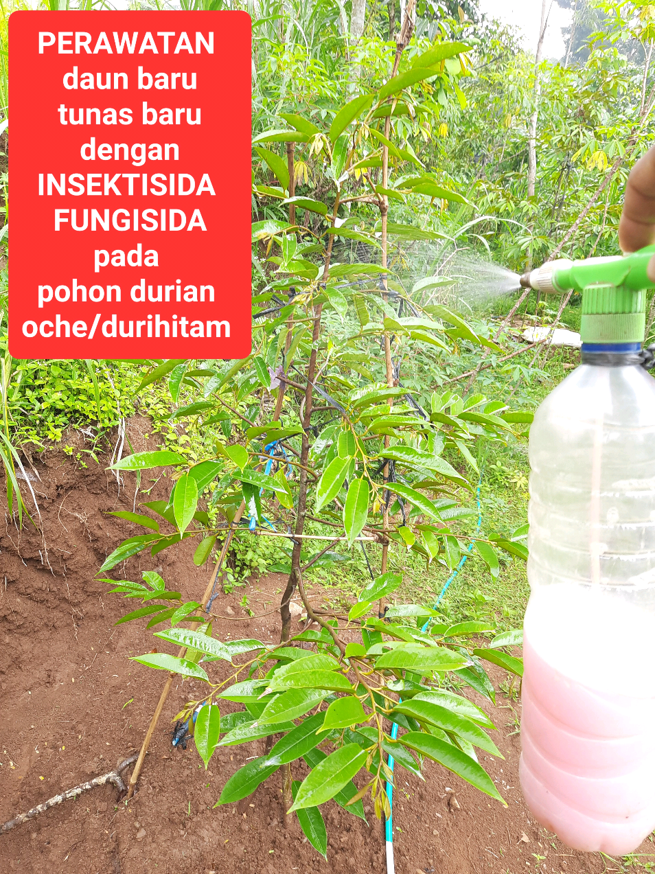 @embunpagi20