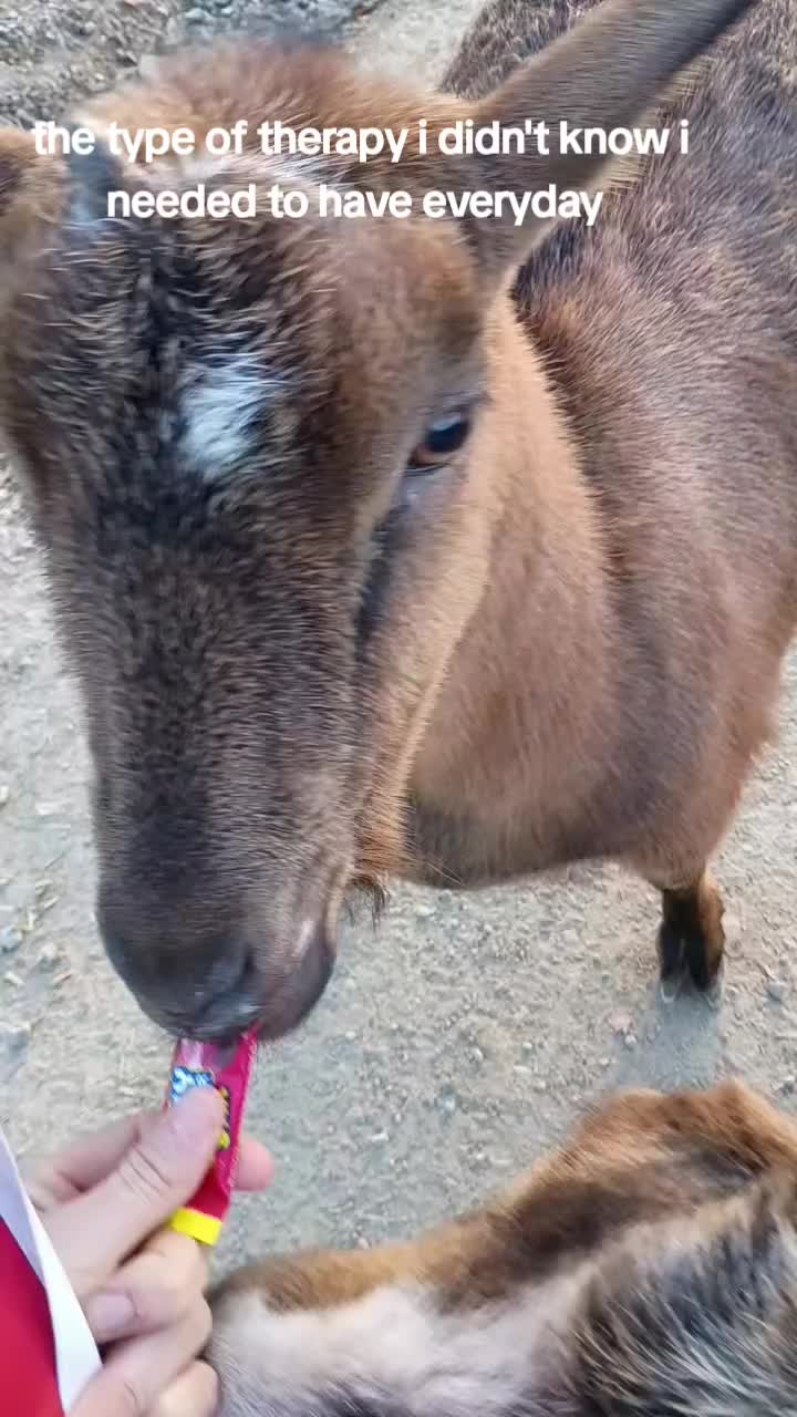 @Dairygirlmel