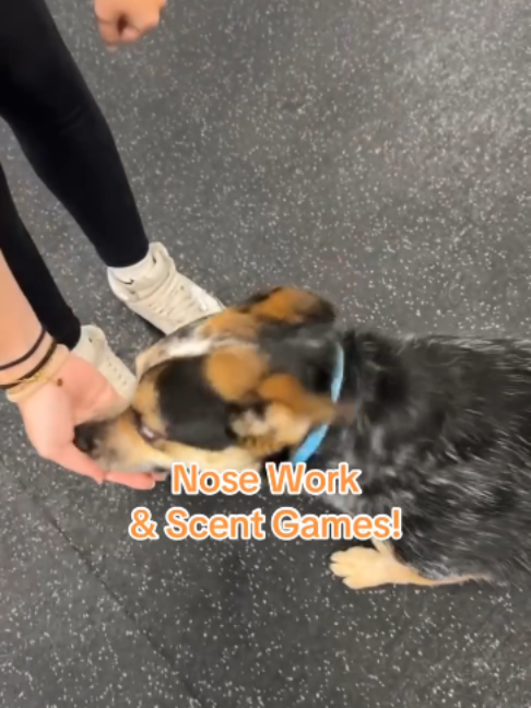 @Dogtopia