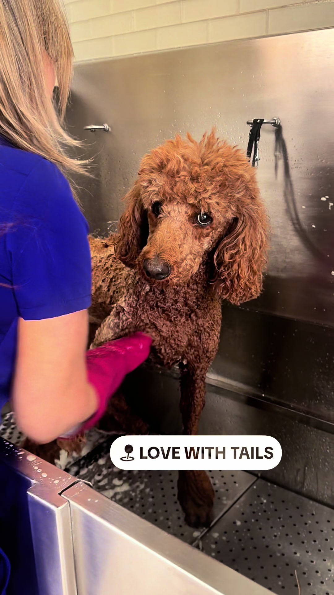 @lovewithtails