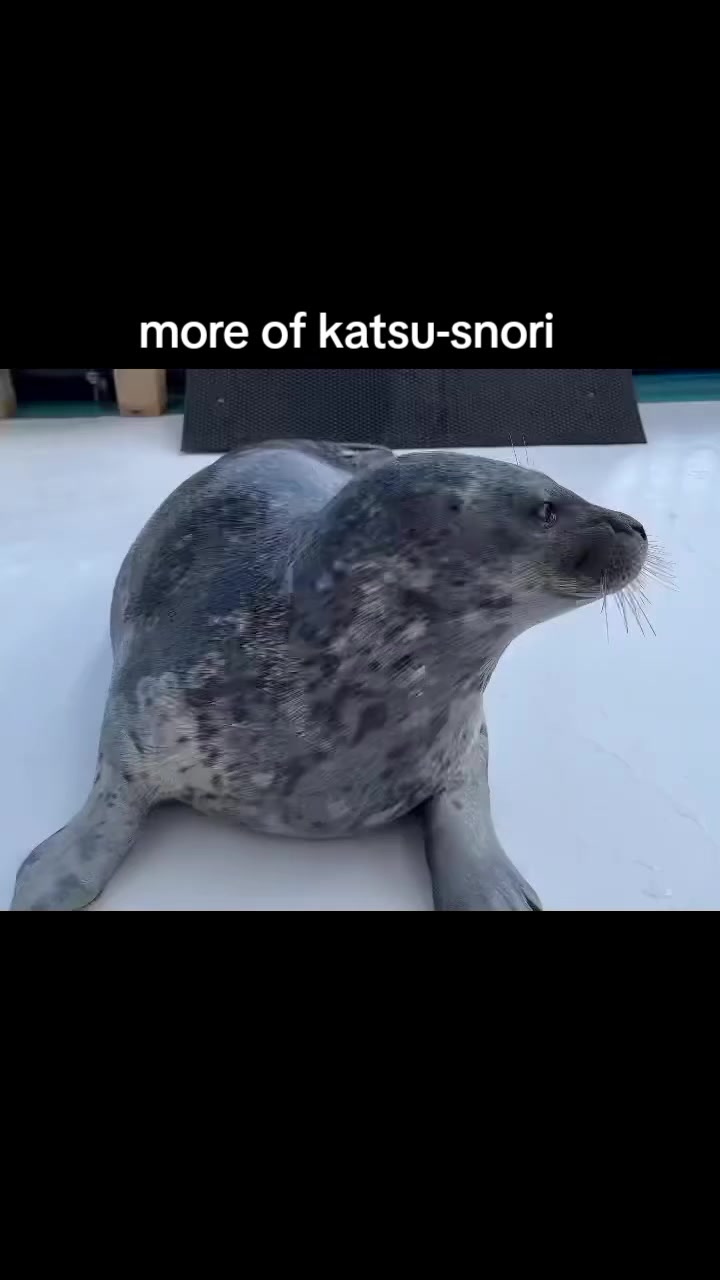 @Whysosealious?