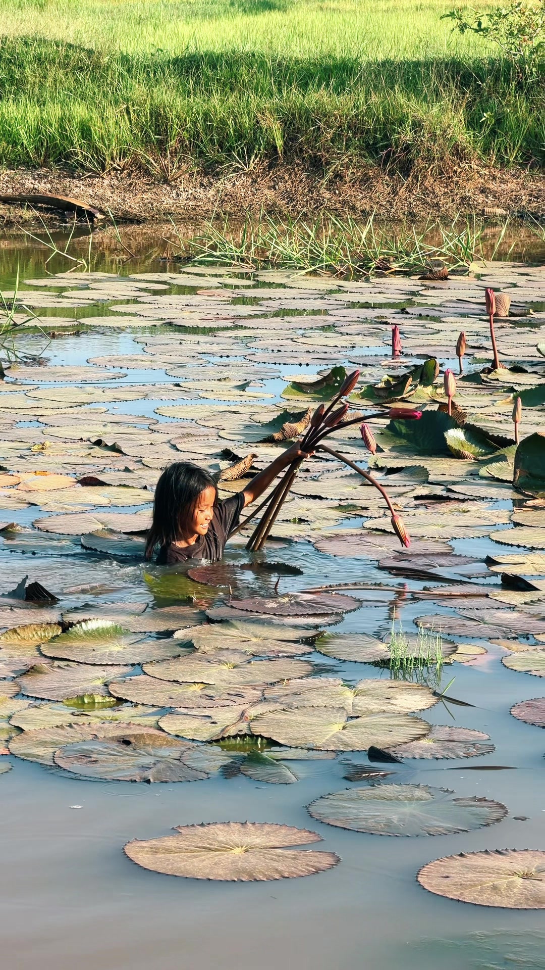 @កូនចាបមាស