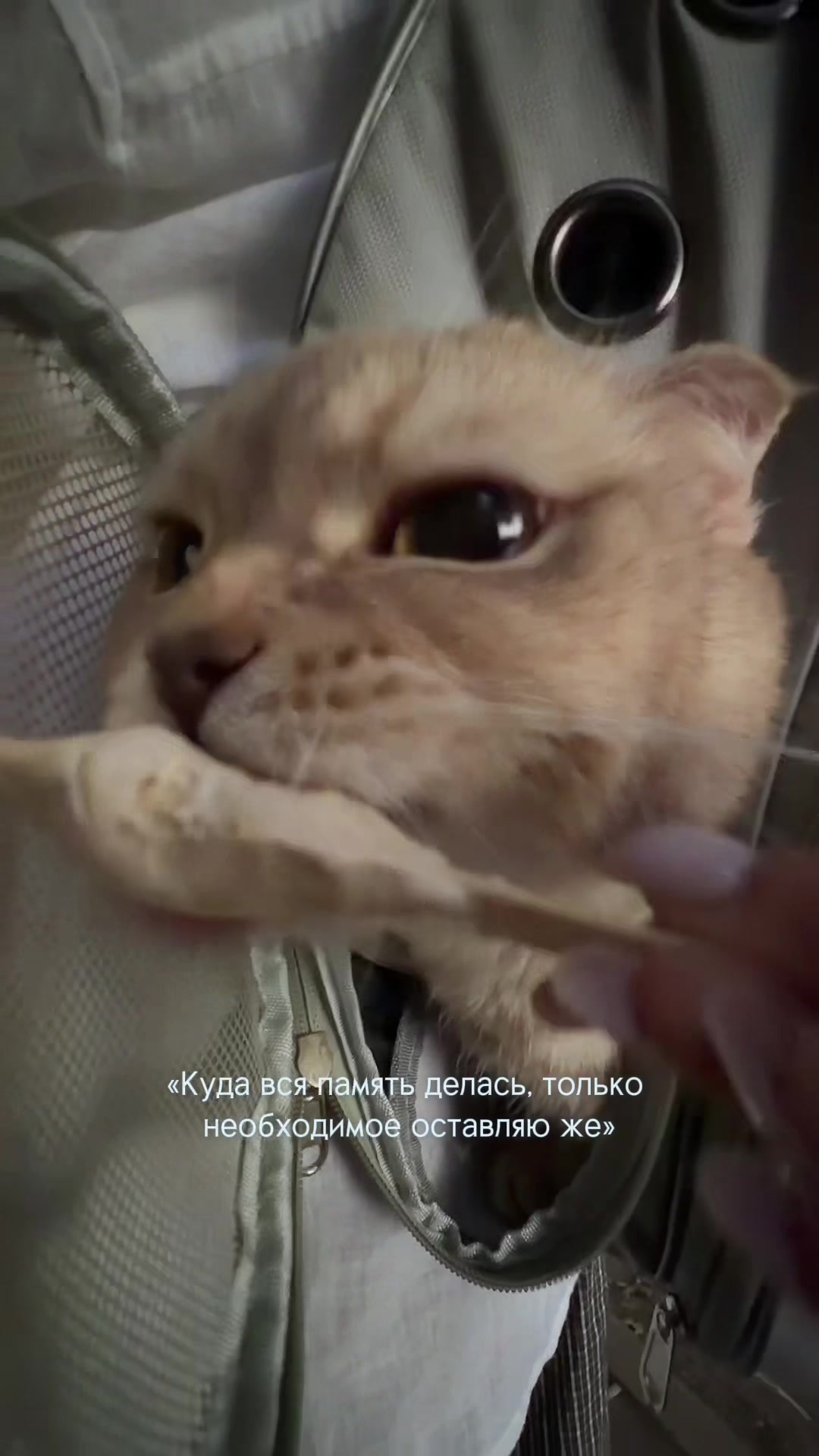 @тгк: viola.ova 🦊