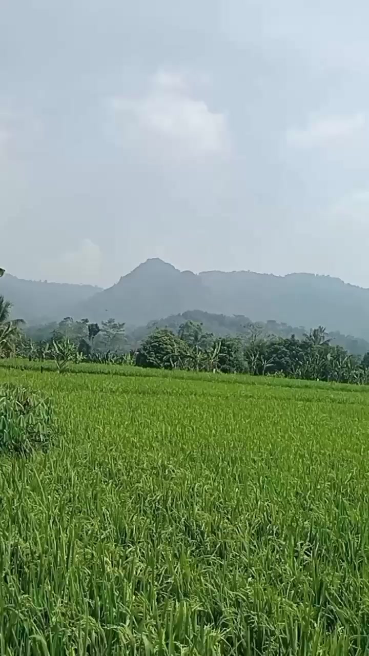 @Tatang Wijaya