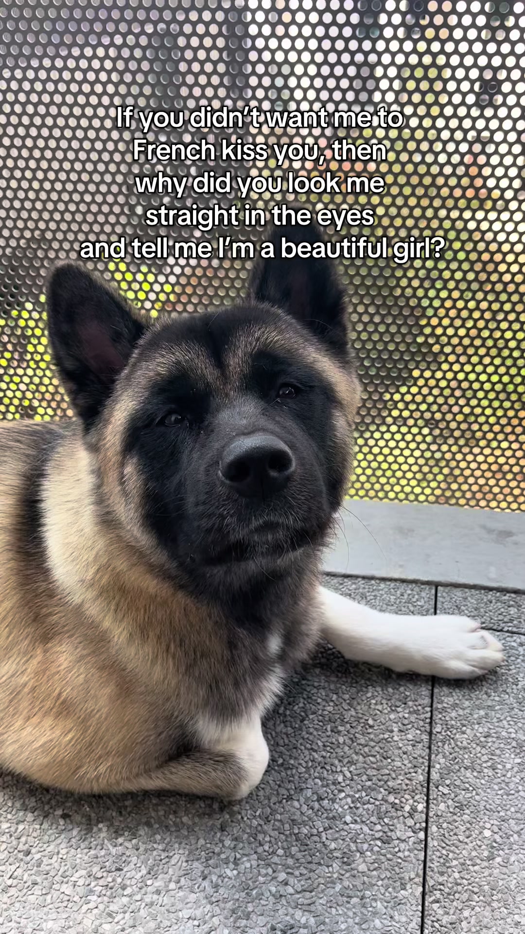 @Buffy_American_Akita