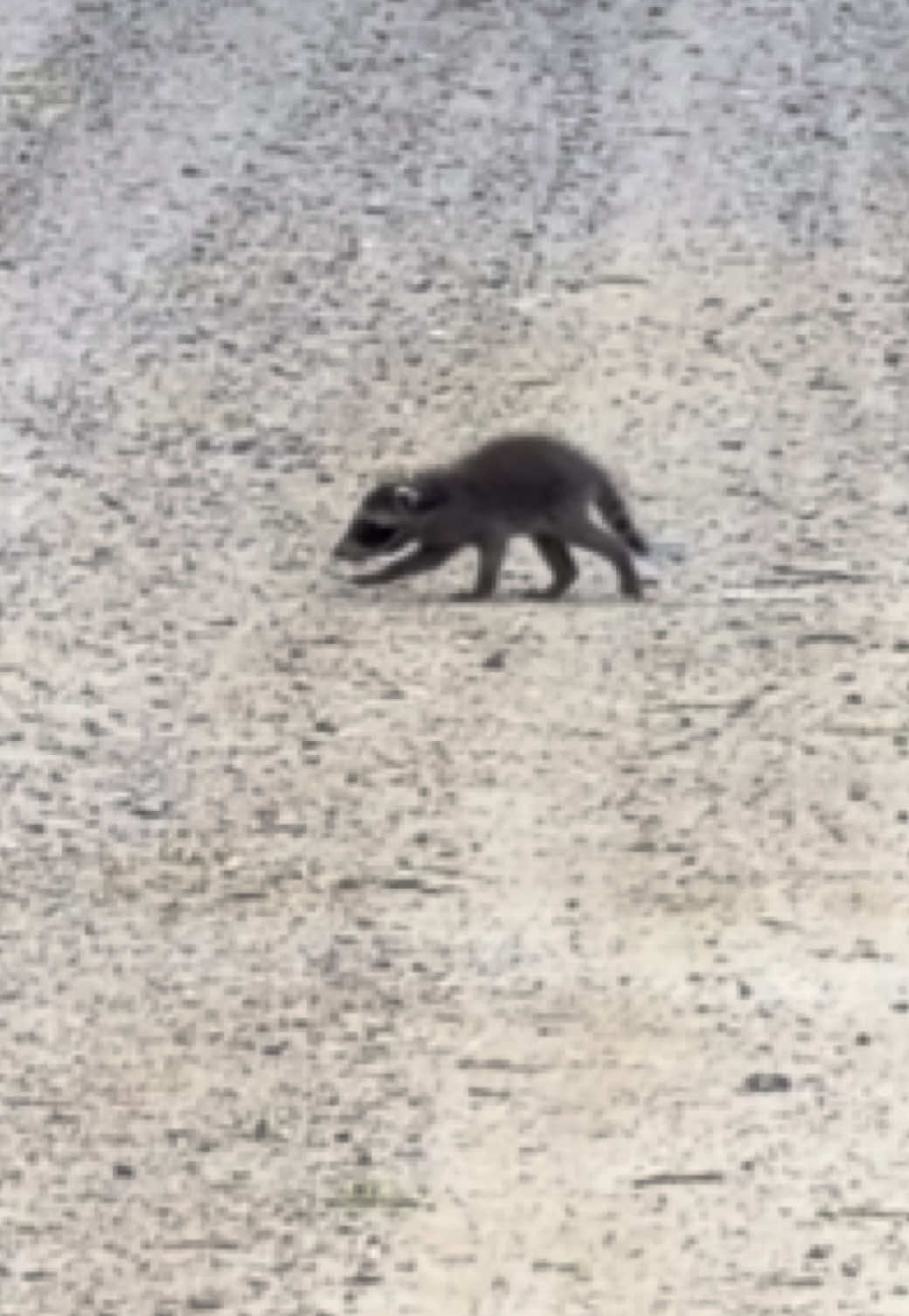 @❌Sherry &ldquo;Wildlife Paparazzi&rdquo;❌