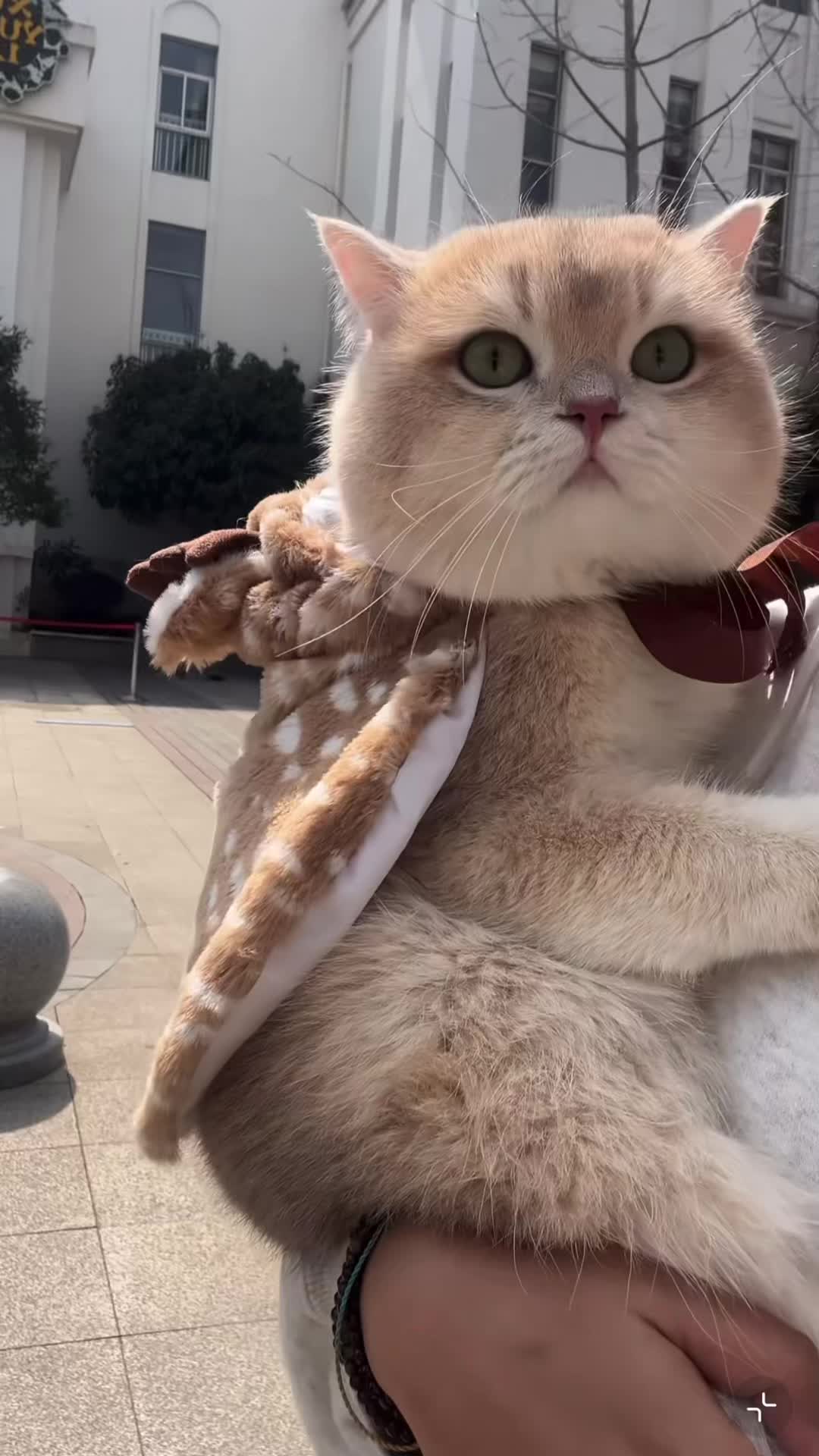@My Daily Dose of Aww