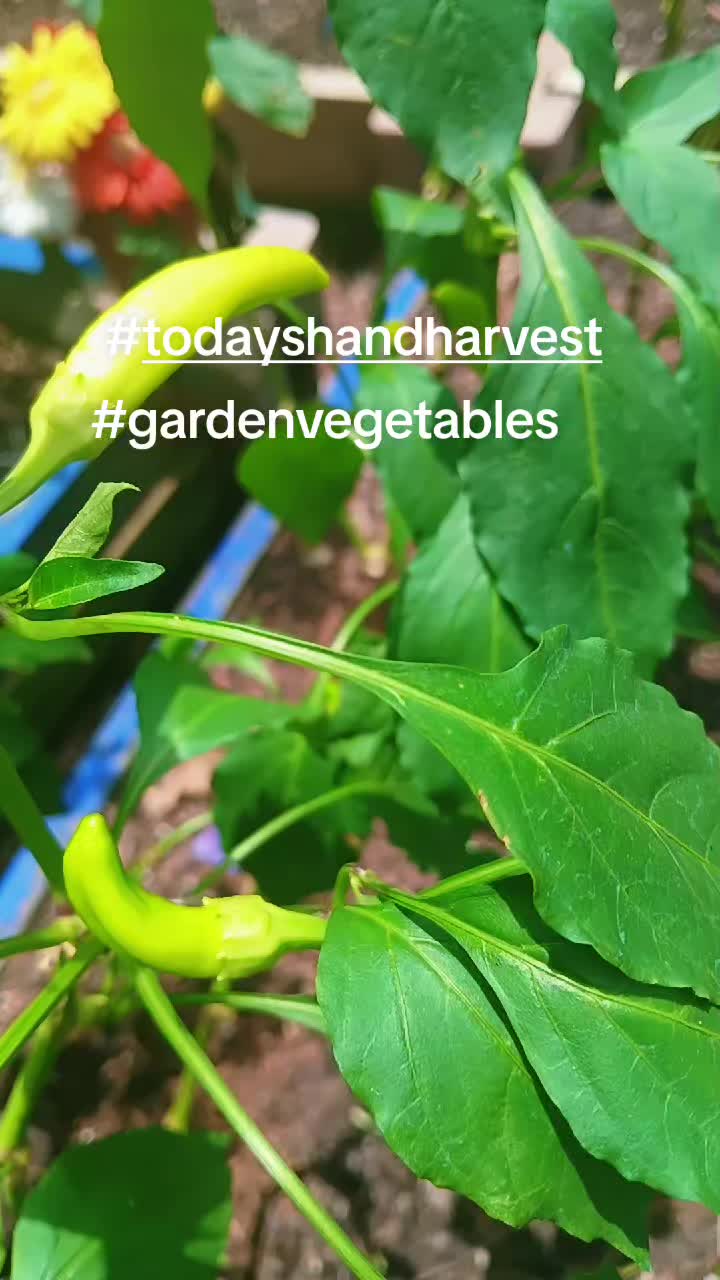 @Ronnie's garden🍅🫑🥬🥒🌻🌺