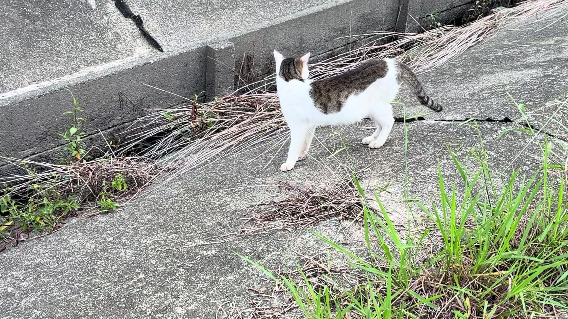 @岩電電