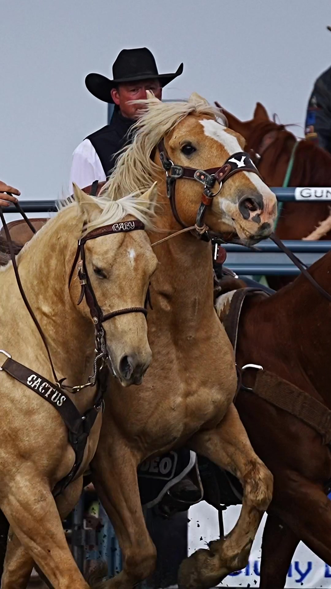 @Hanginghorses