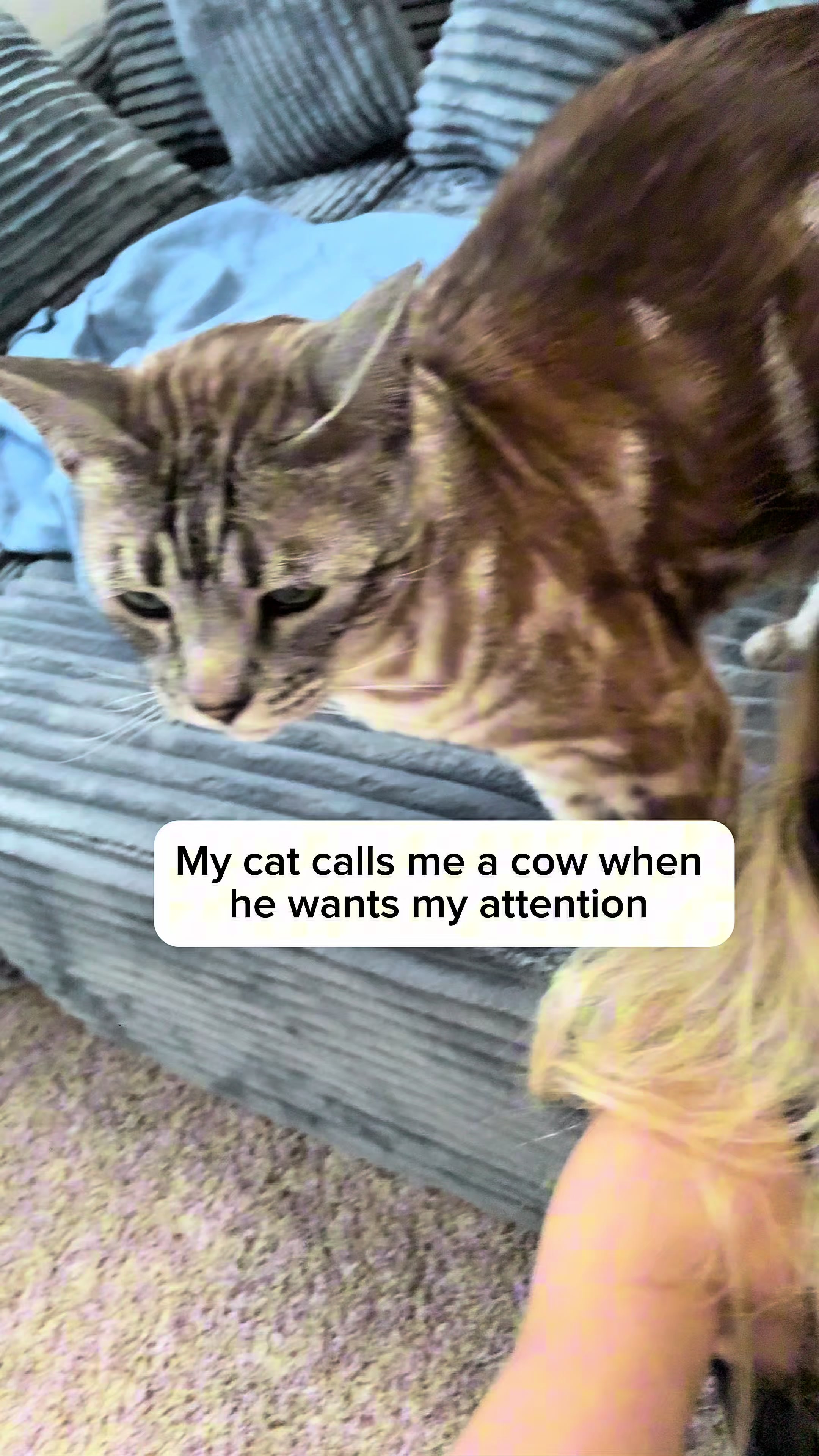 @Three Nawty Cats