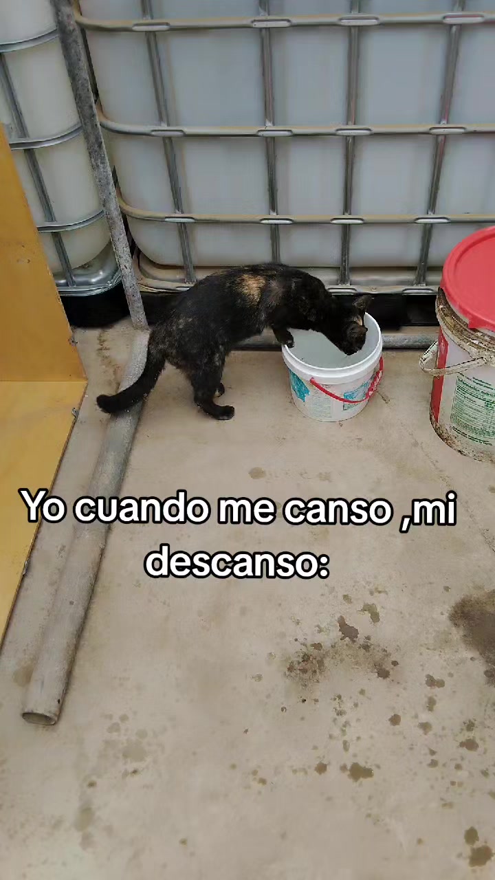 @BATALLAS DE MUÑECOS
