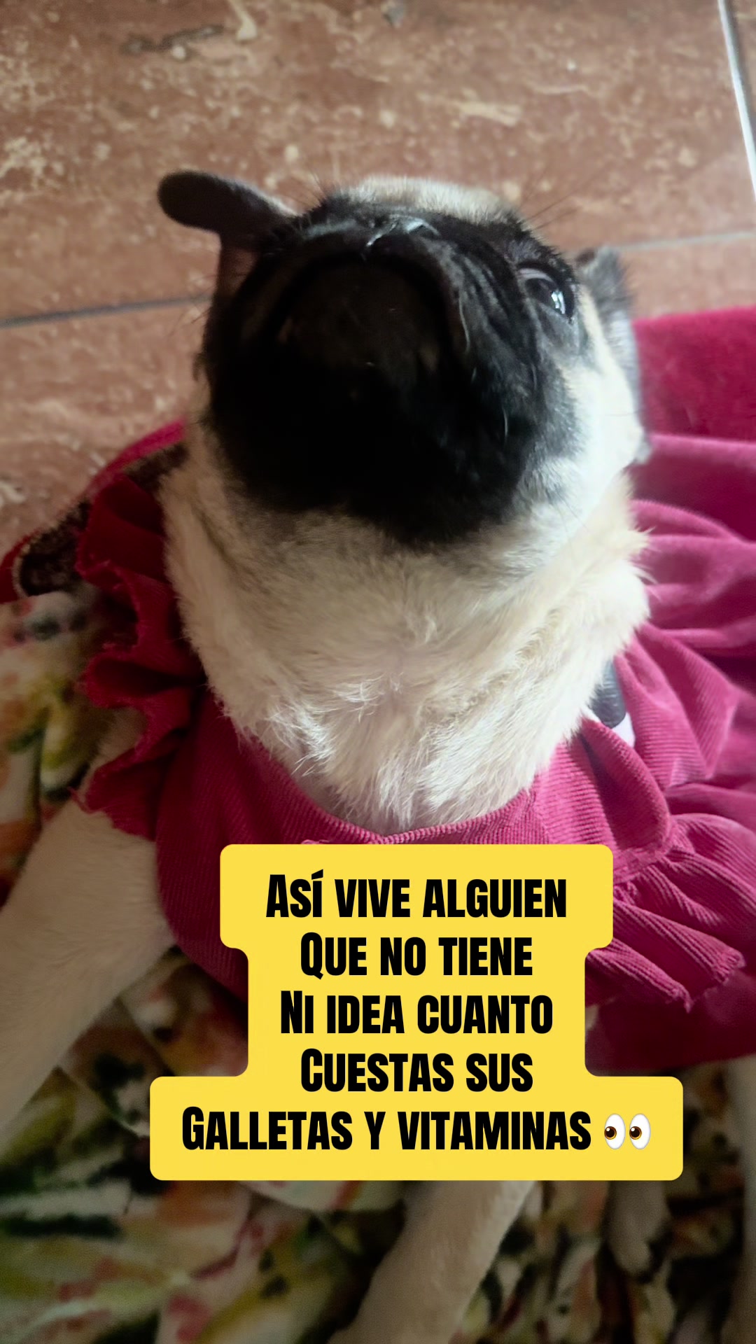 @Babypug