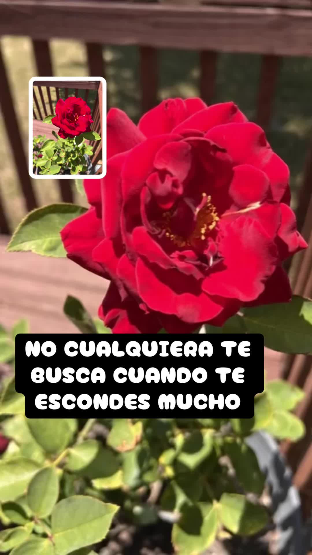 @Xenia