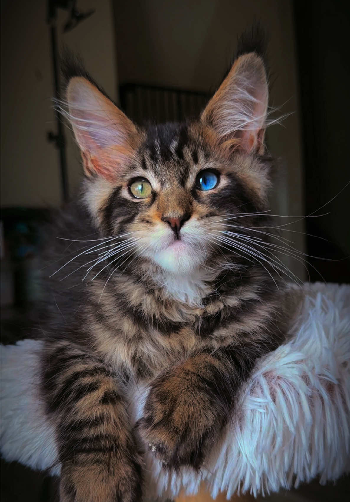 @Mossy&ensp;Cottage&ensp;Maine&ensp;Coons&ensp;🌙