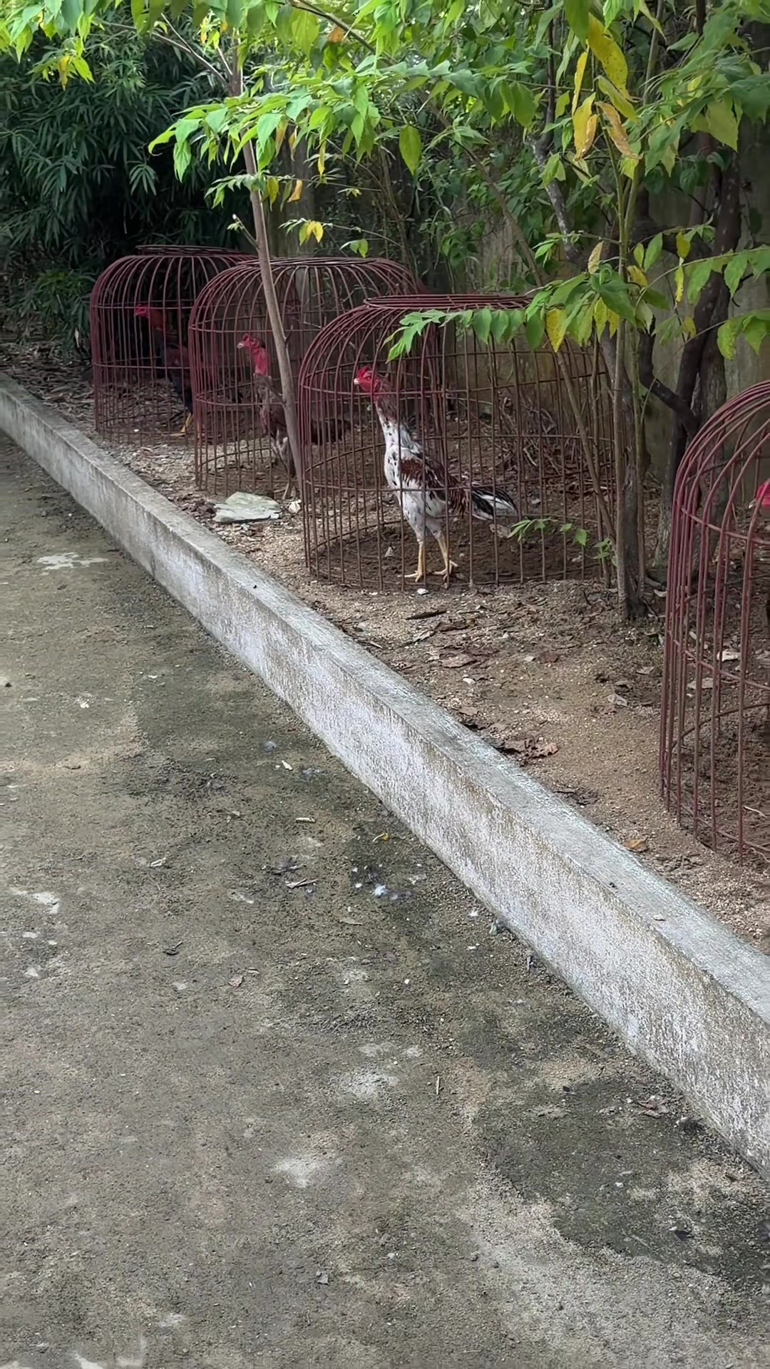 @Quốc khánh