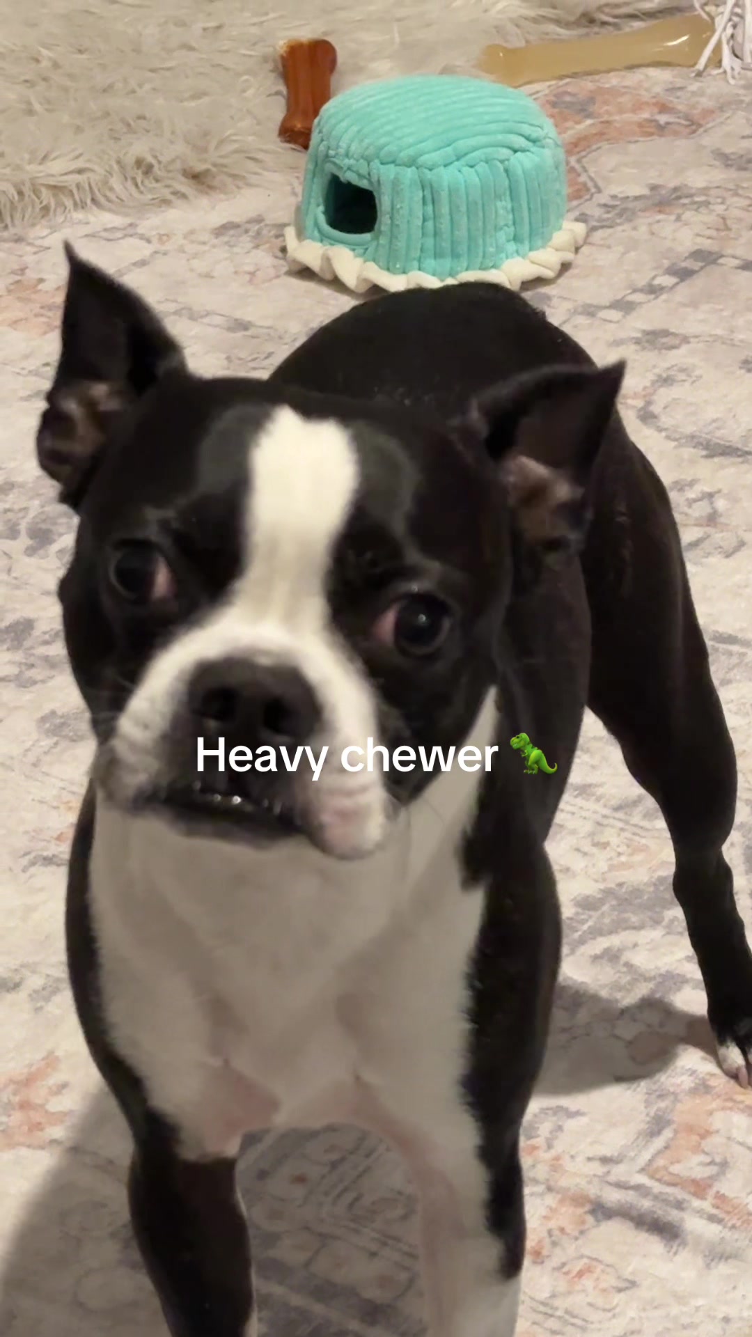 @LouieBostonT