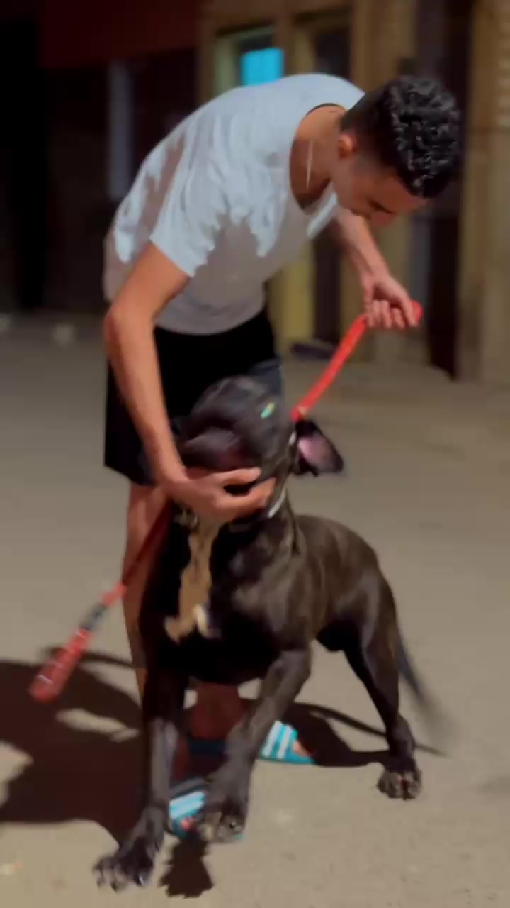 @canicorsoftmalinois