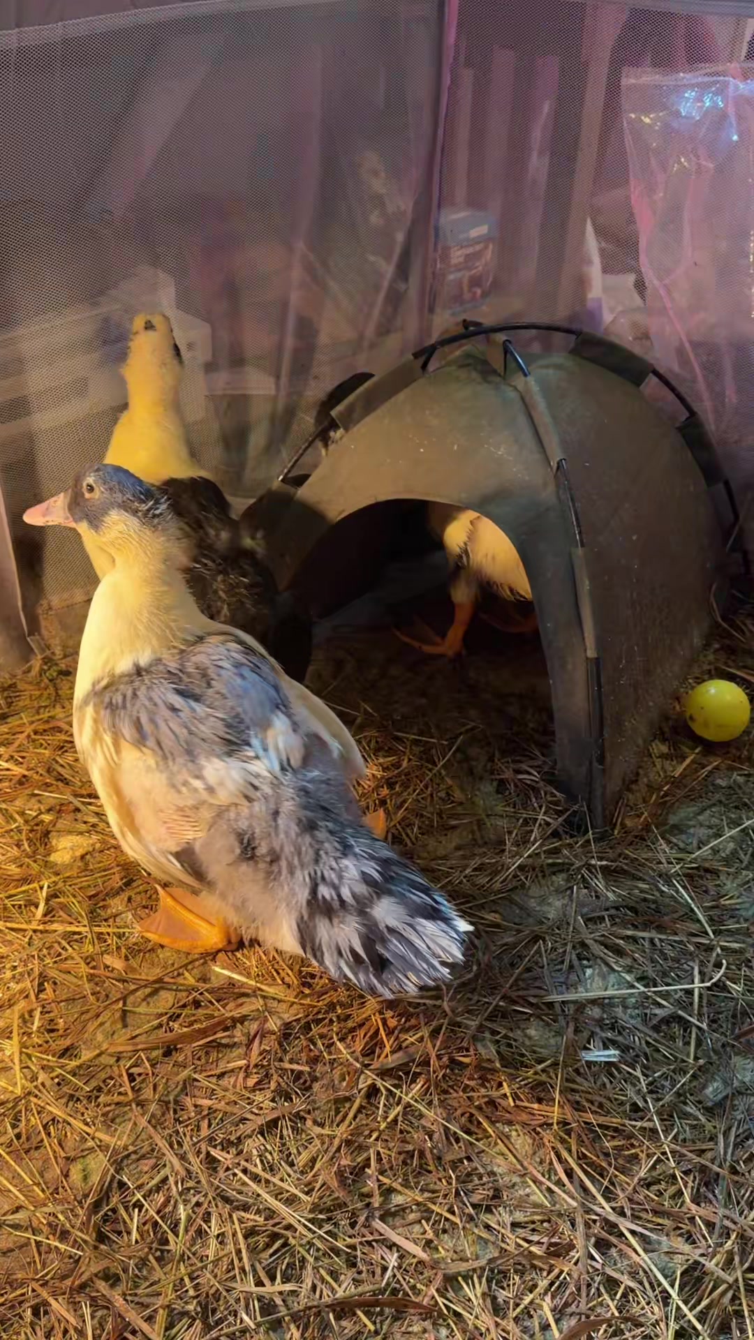 @Cluck and Waddle Farm Rescue