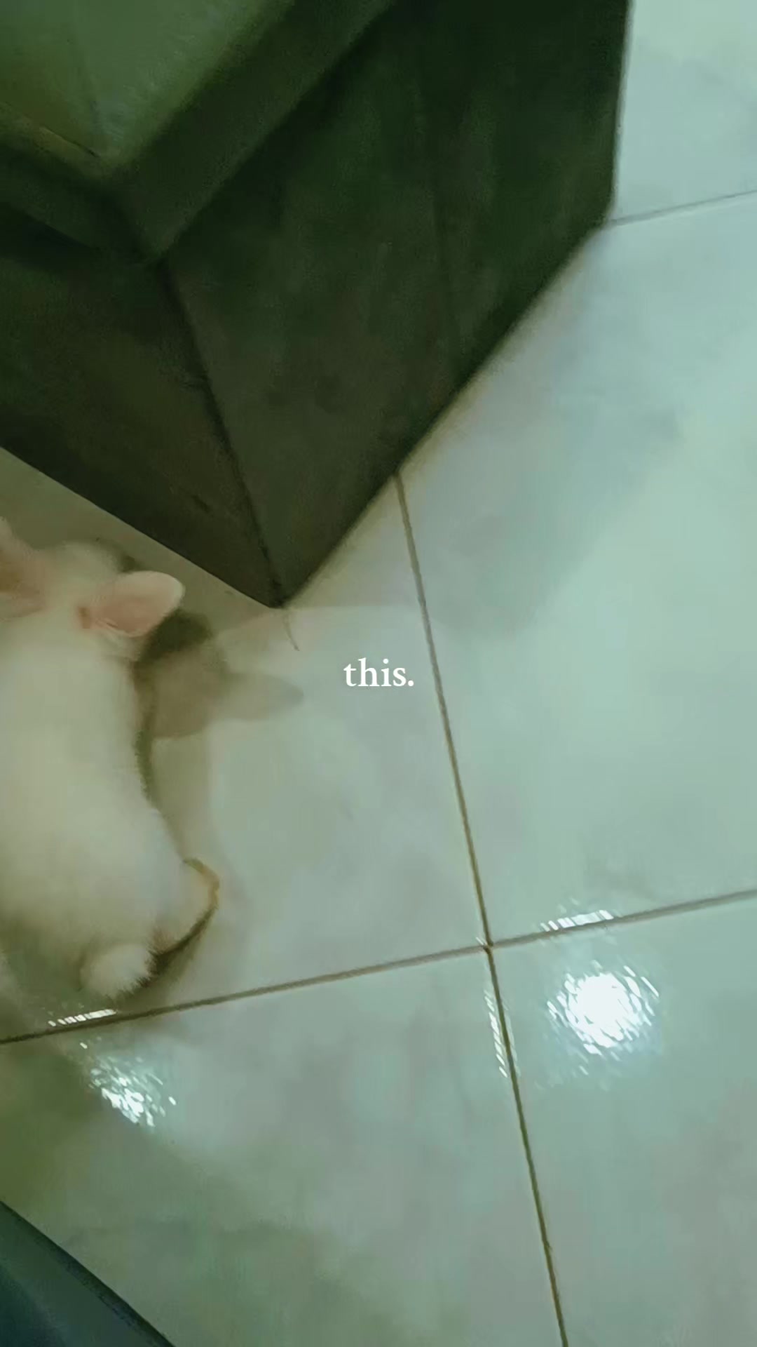@𝓐𝓷𝓲𝓶𝓪𝓡𝓲𝓫𝓮𝓵𝓵𝓮🔥♐