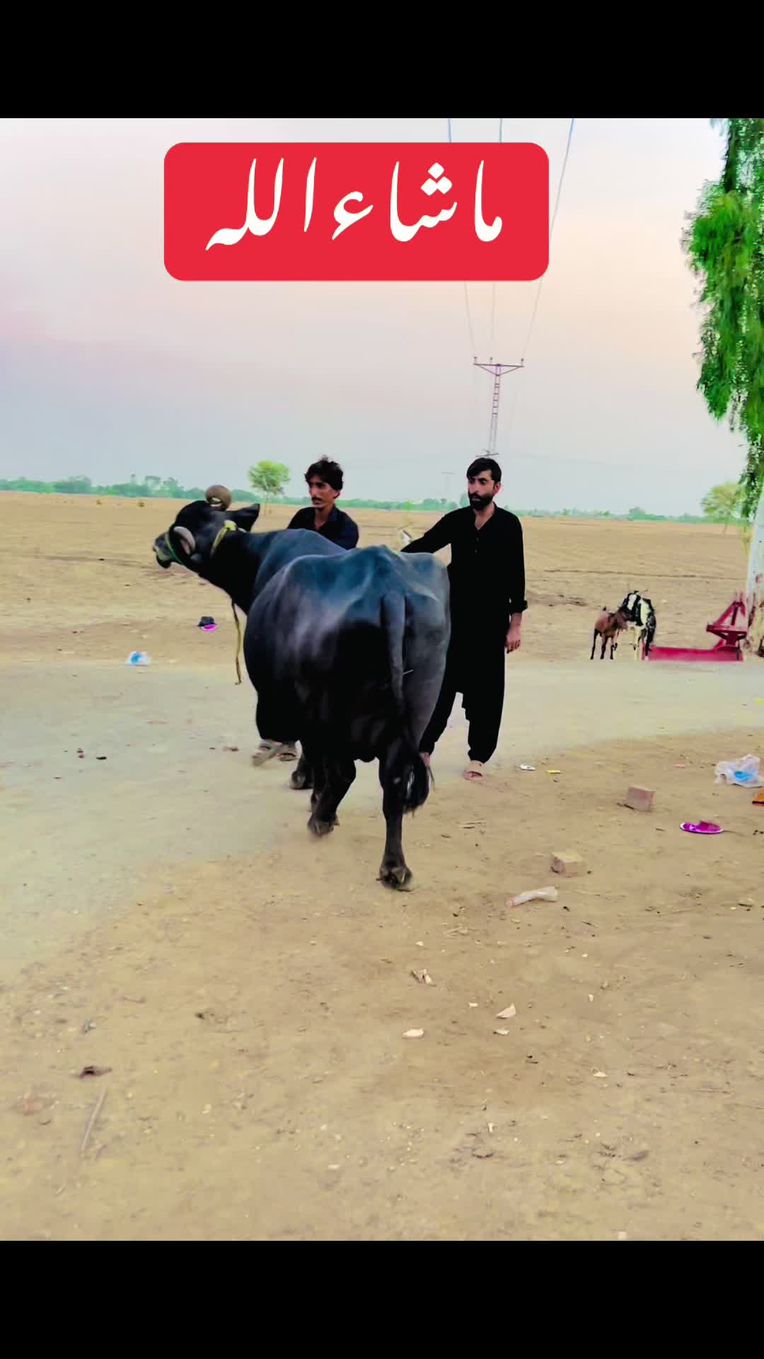 @Shams Din Umrani