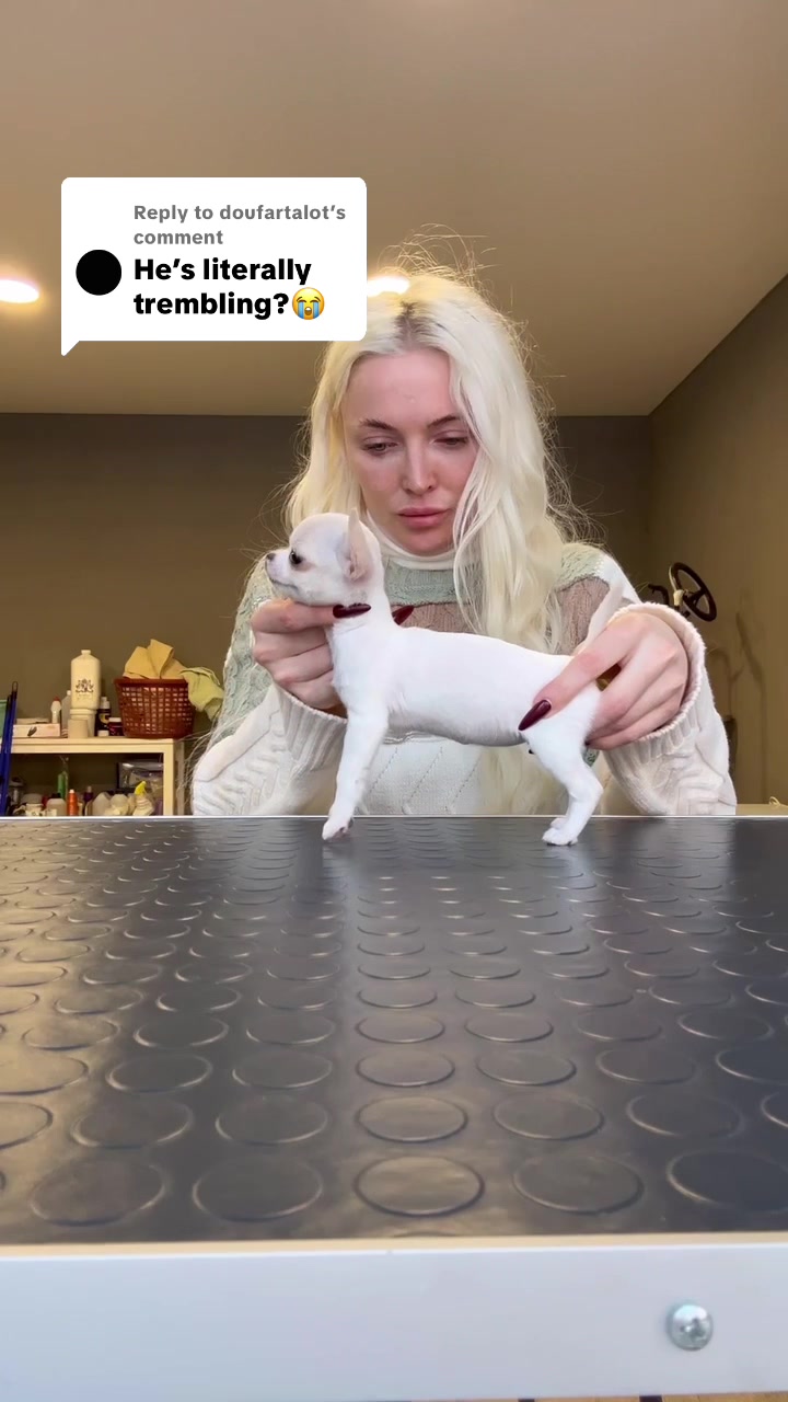 @kate_pomeranianl
