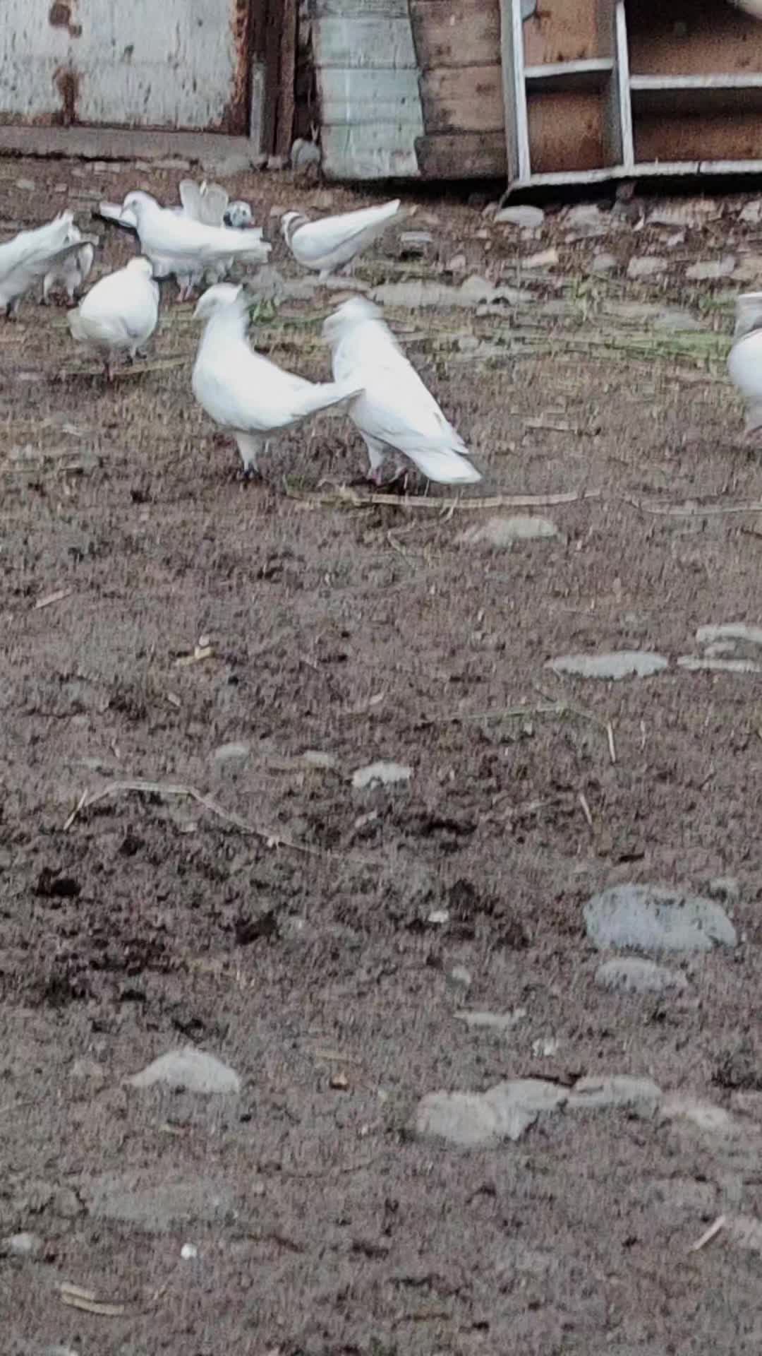 @Göyərçin51