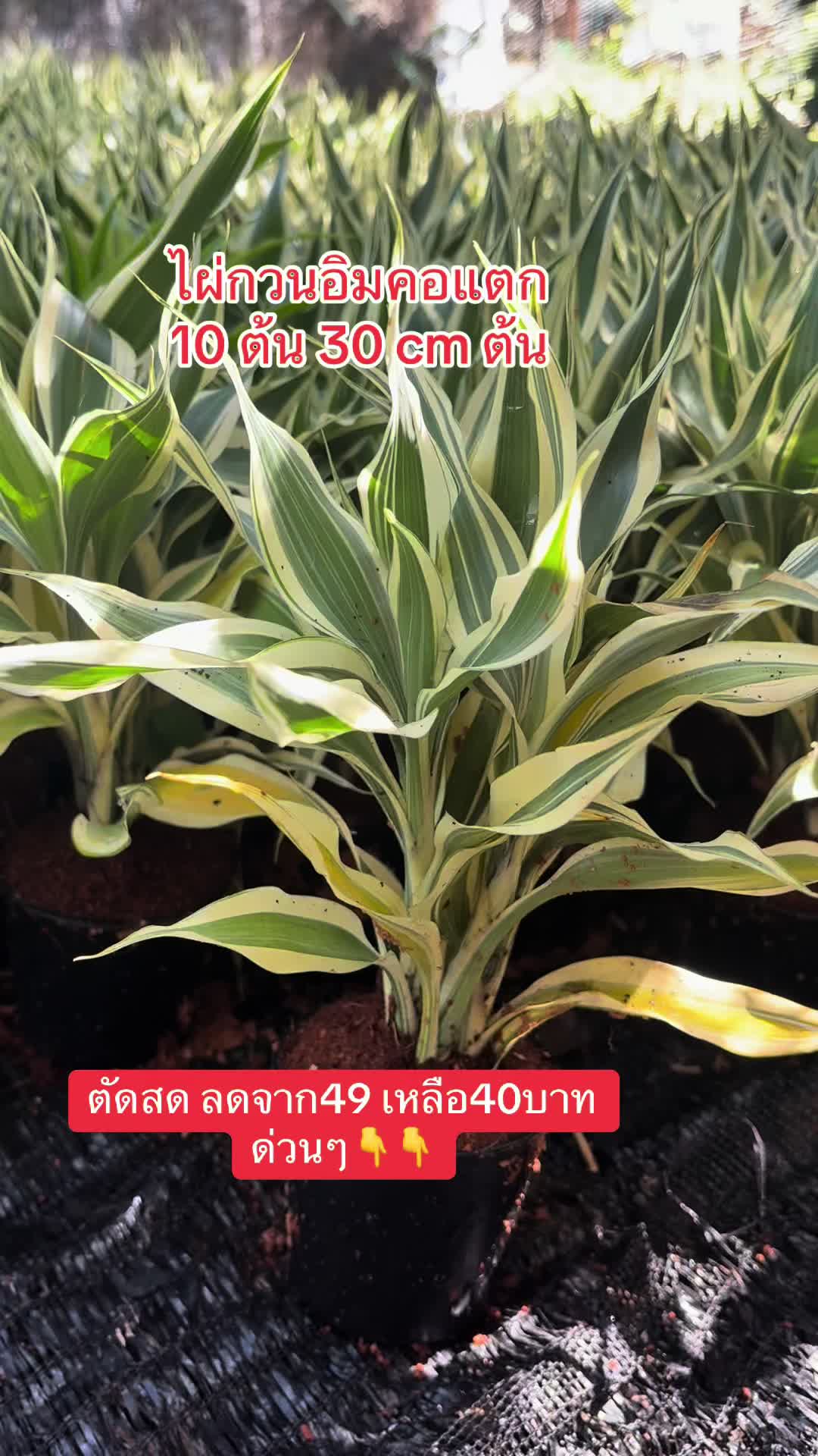 @ไผ่กวนอิมใส่โหลปลากัด