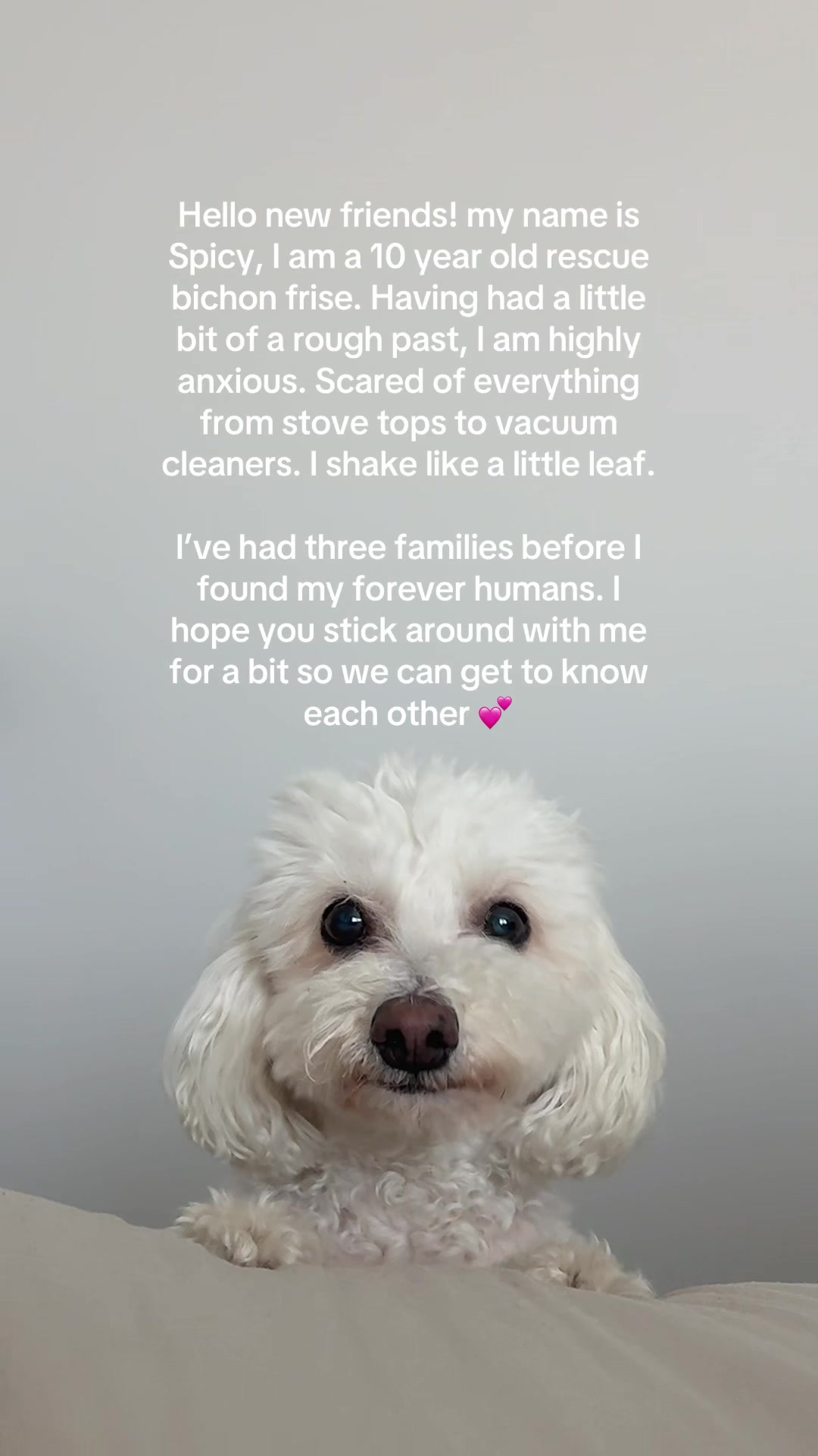 @Spicy The Dog