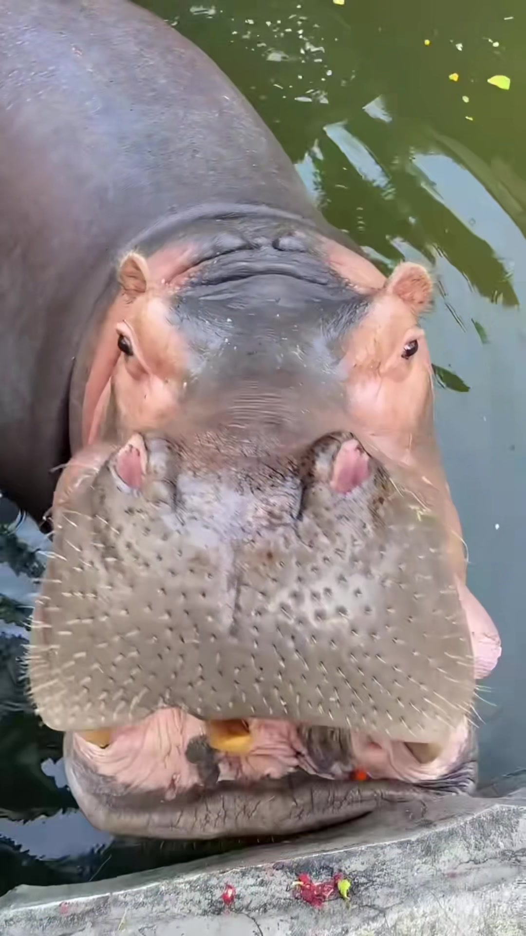 @Hippo
