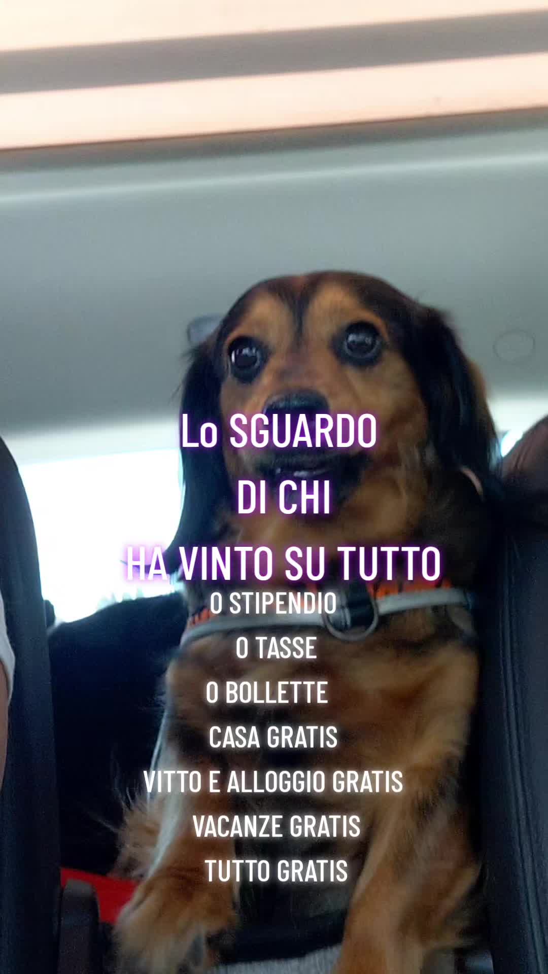 @Elisa🐶Ronda