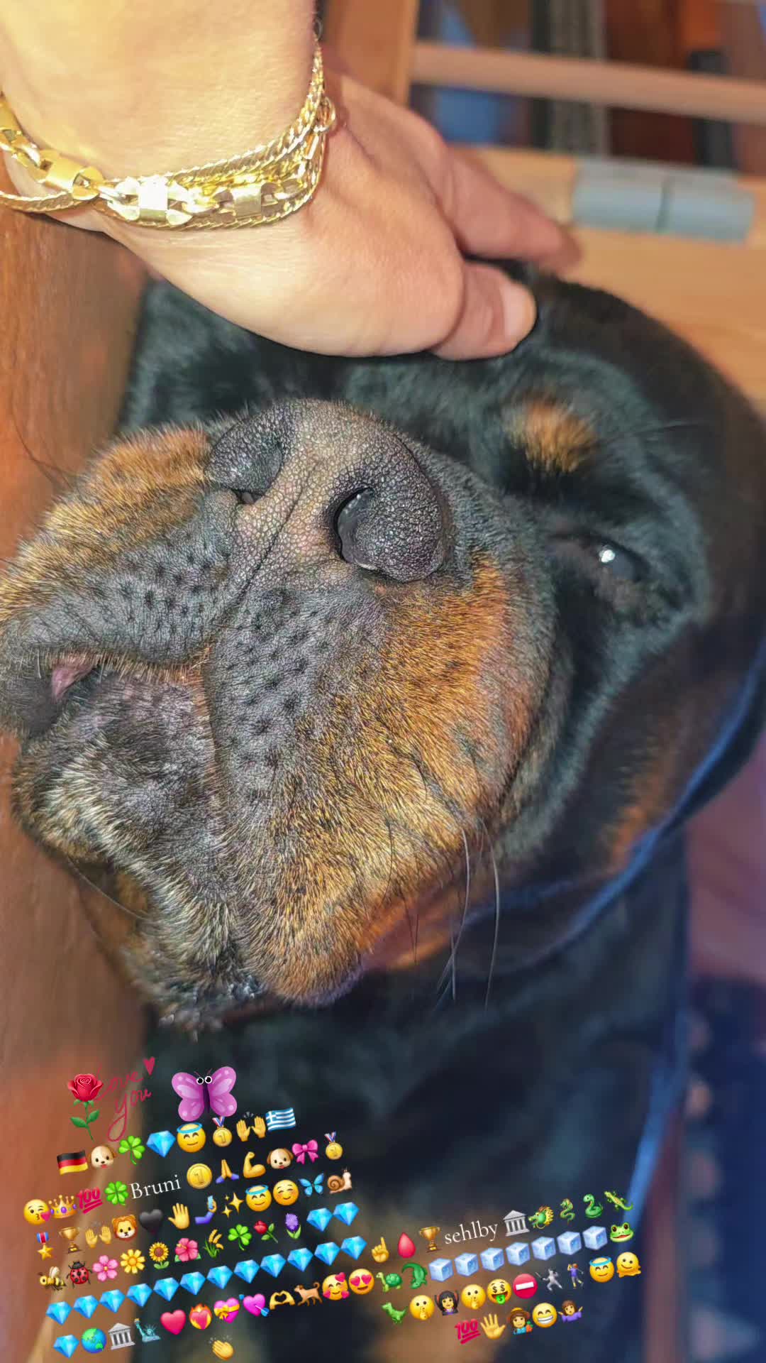 @Rottweiler Bruno