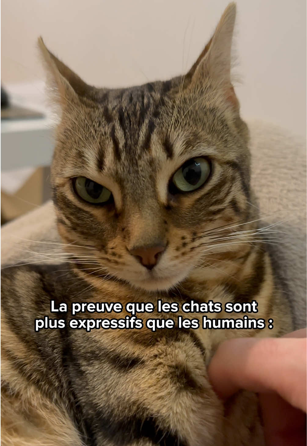 @Ricki the Bengal