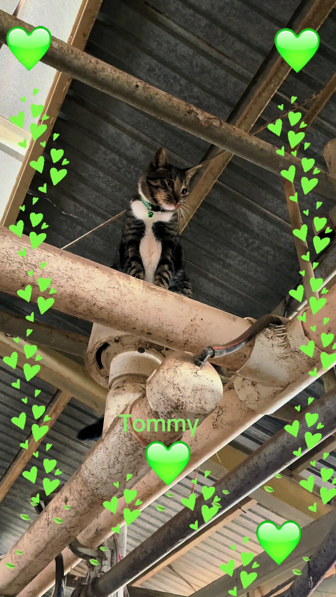@Amri Gatitos