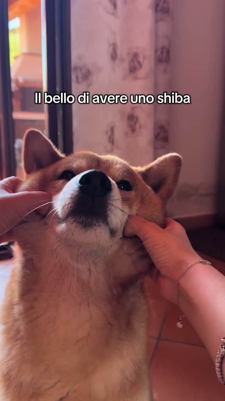 @Korimyshiba