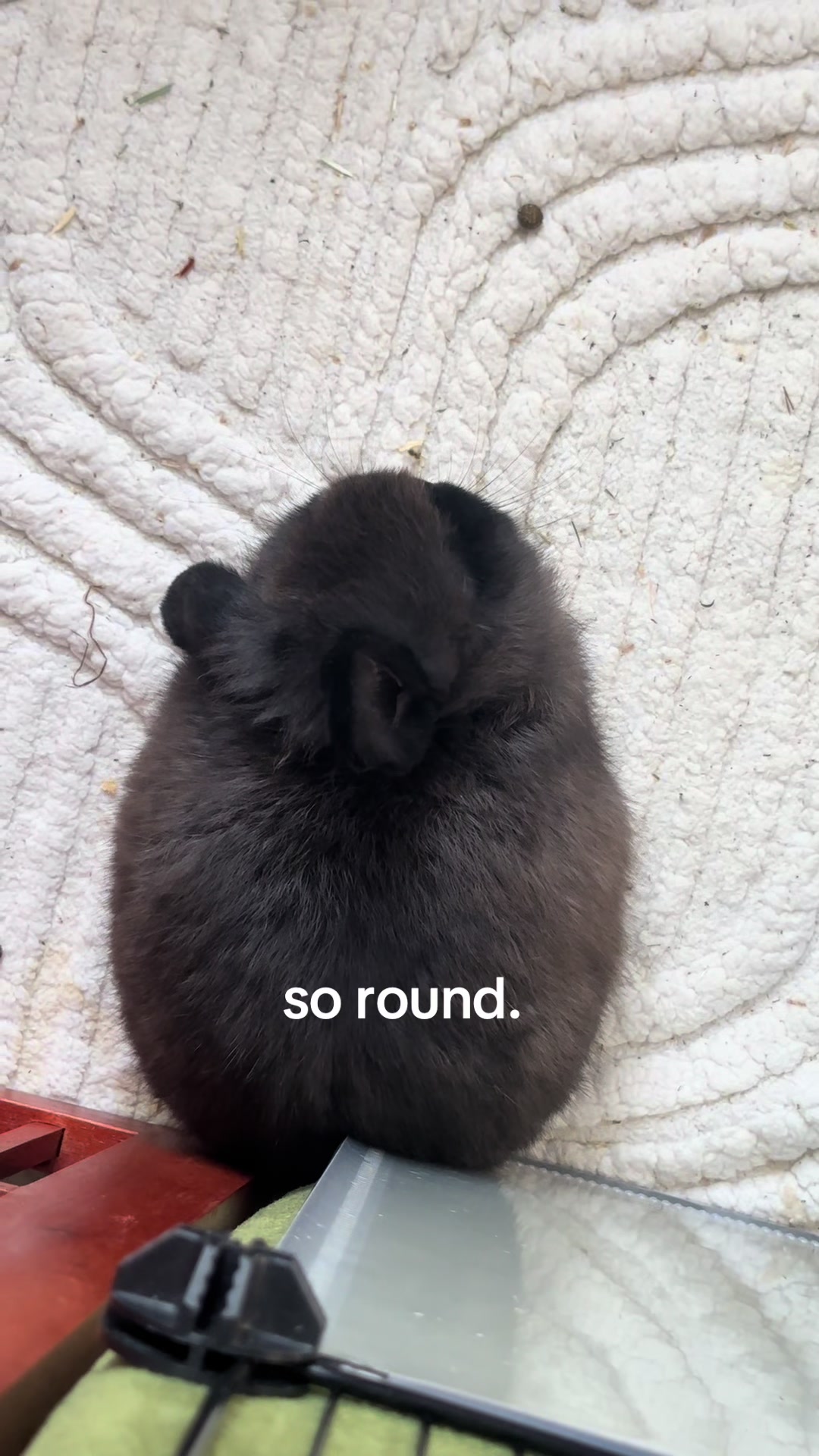 @julesandbuns