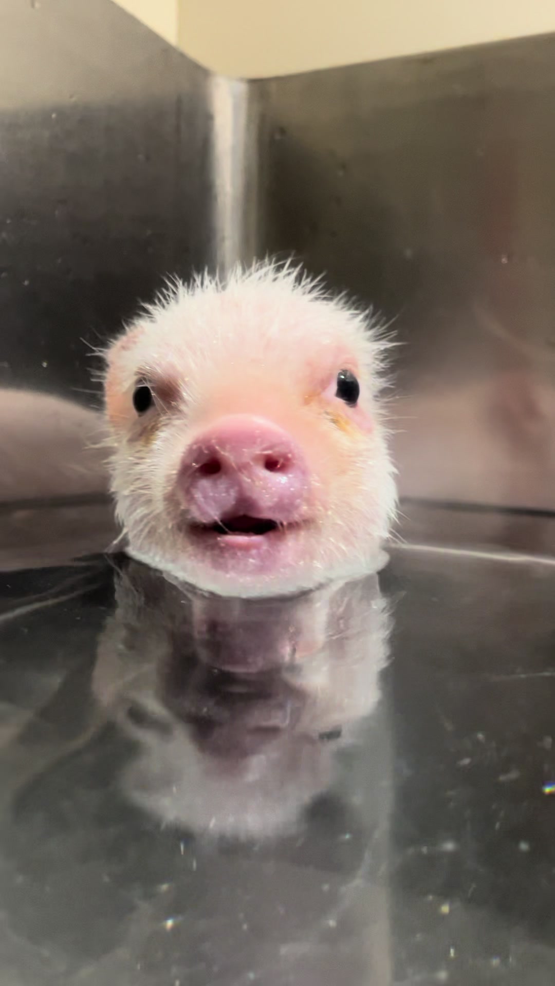 @pignic