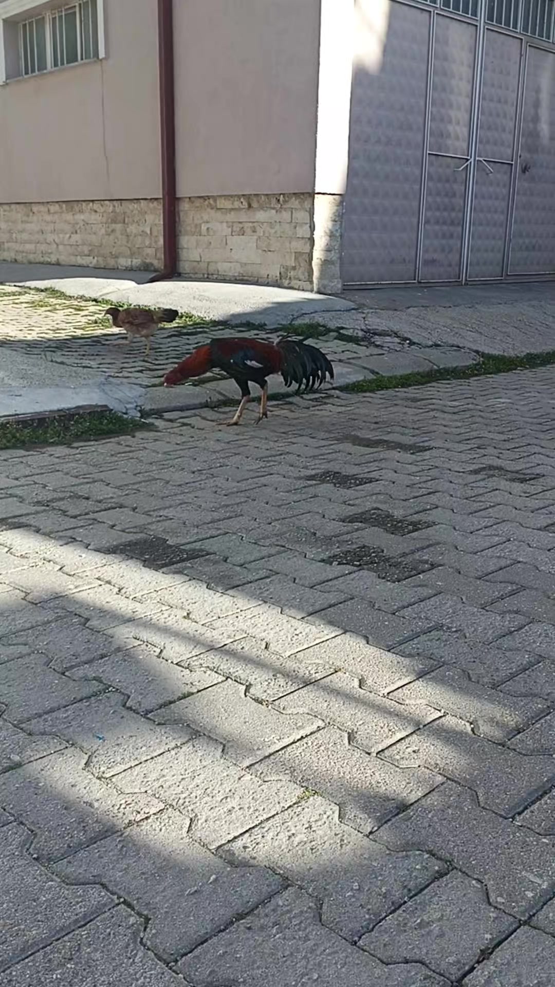 @muhammed Esad T&uuml;rkkan
