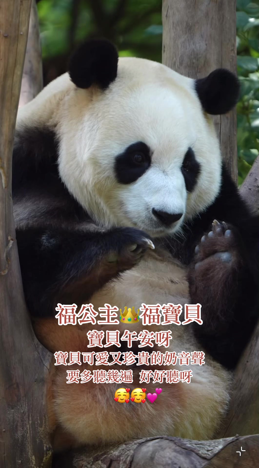 @福公主💕福豬豬💕 🍎 🥕 🐼 🎋🍀