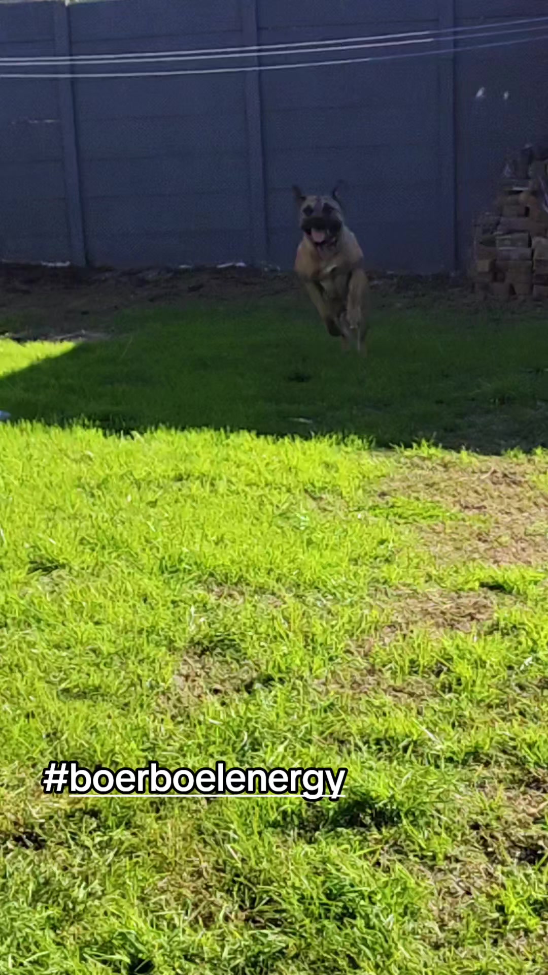 @Mishatheboerboel